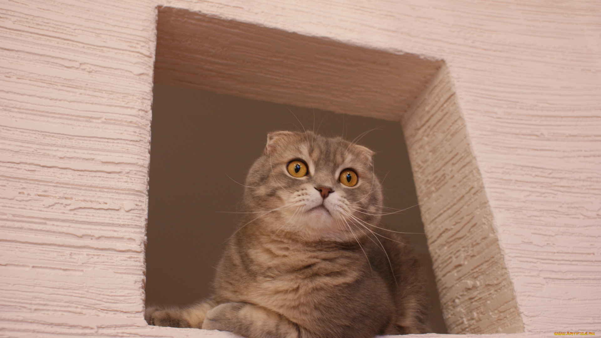 животные, коты, британец, вислоухий