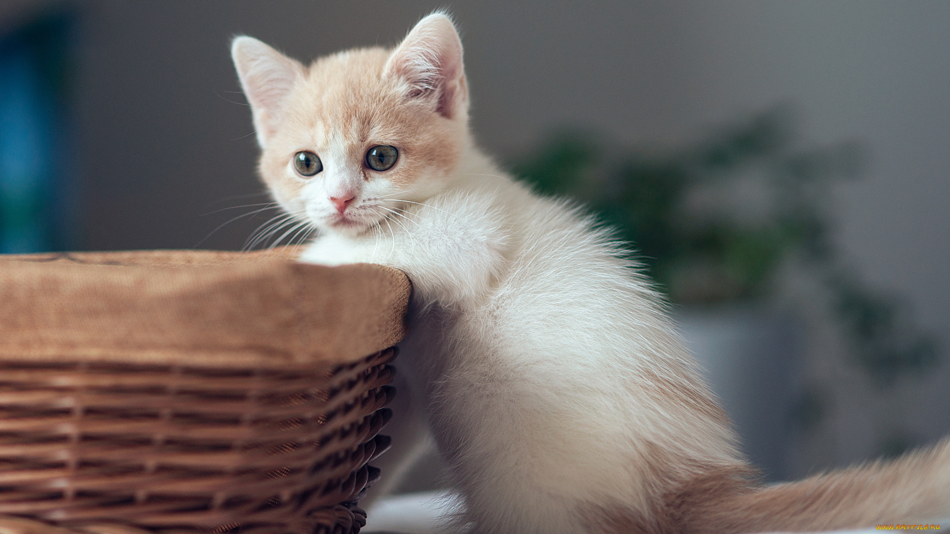 животные, коты, корзина, котёнок