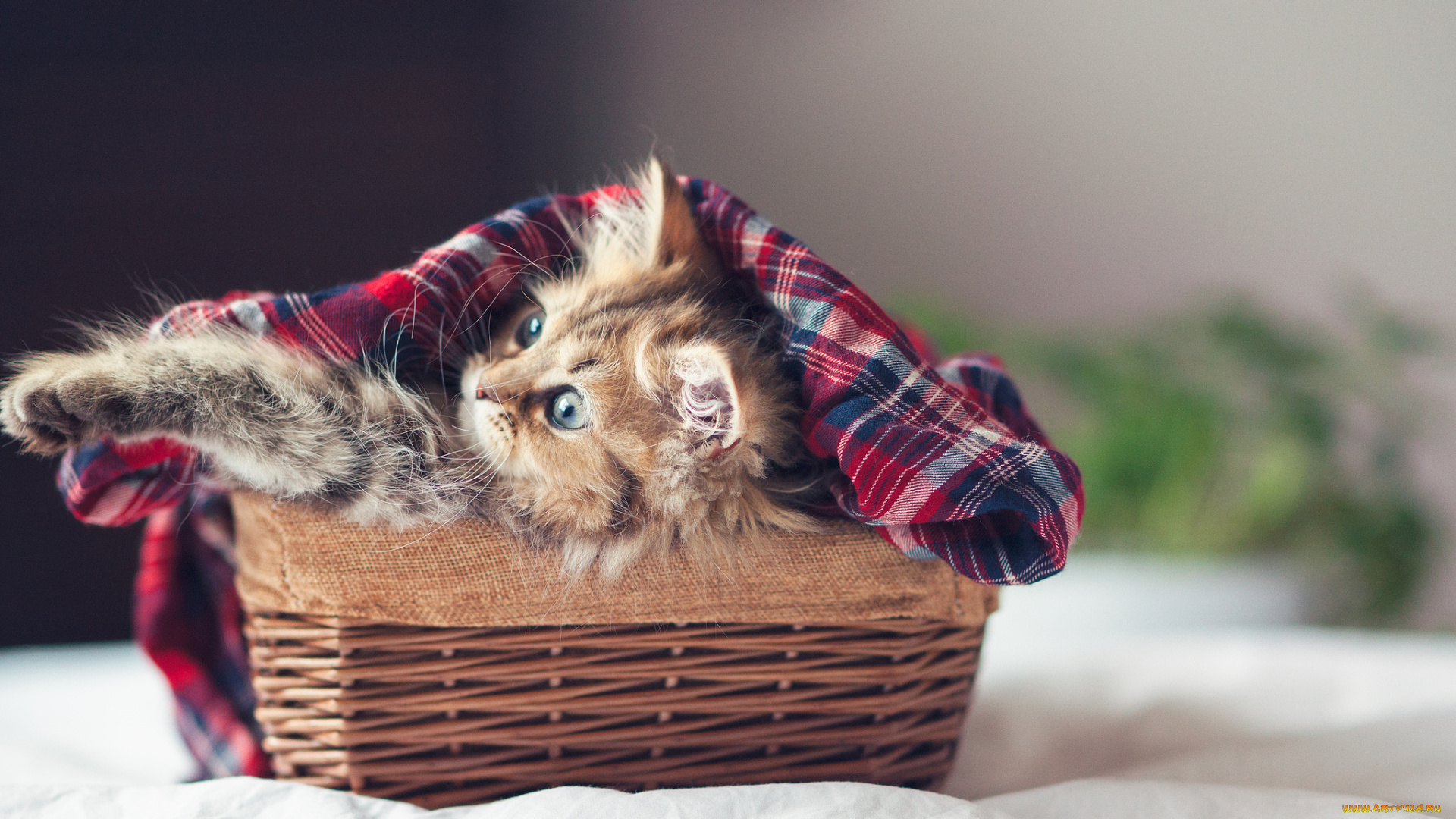 животные, коты, корзинка, котёнок