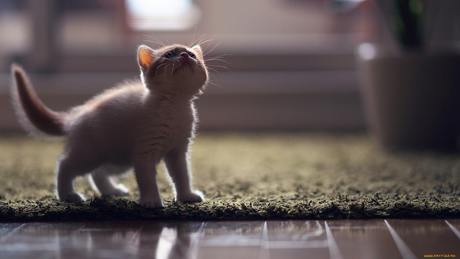 животные, коты, котёнок