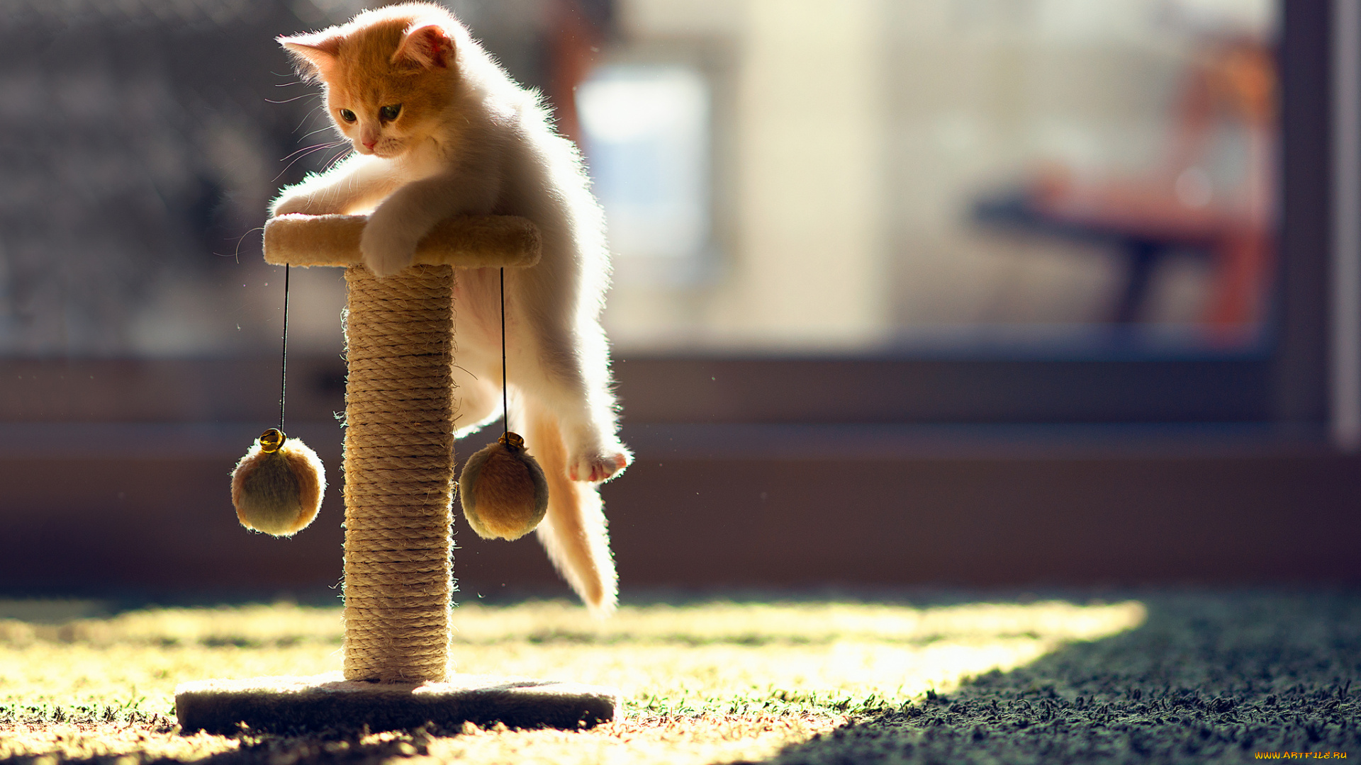 животные, коты, котёнок