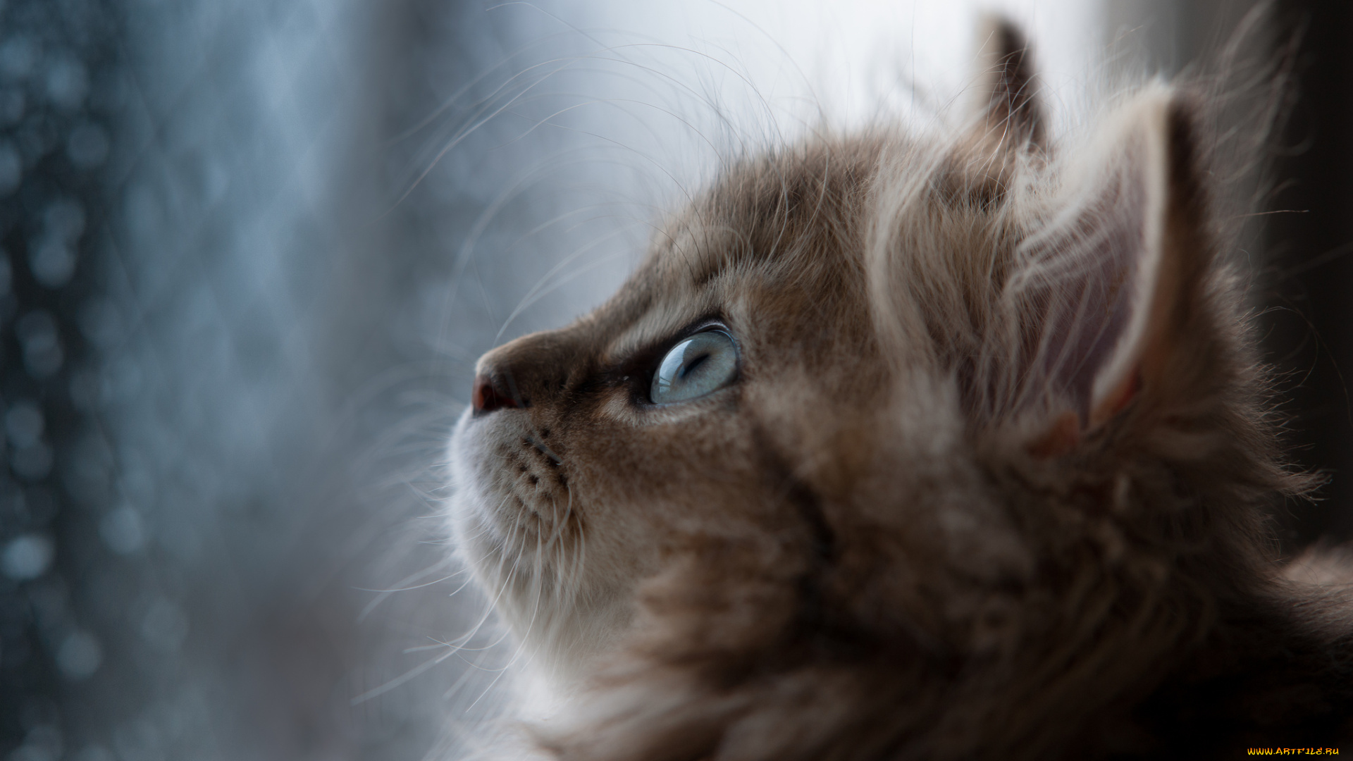 животные, коты, котёнок