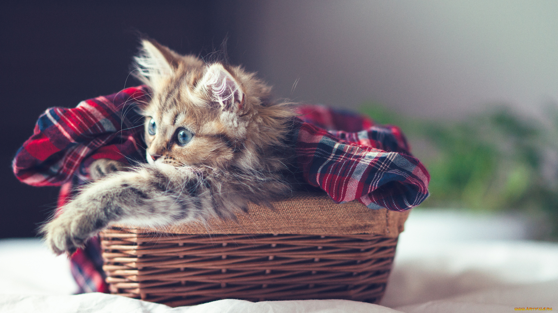 животные, коты, котёнок, корзинка