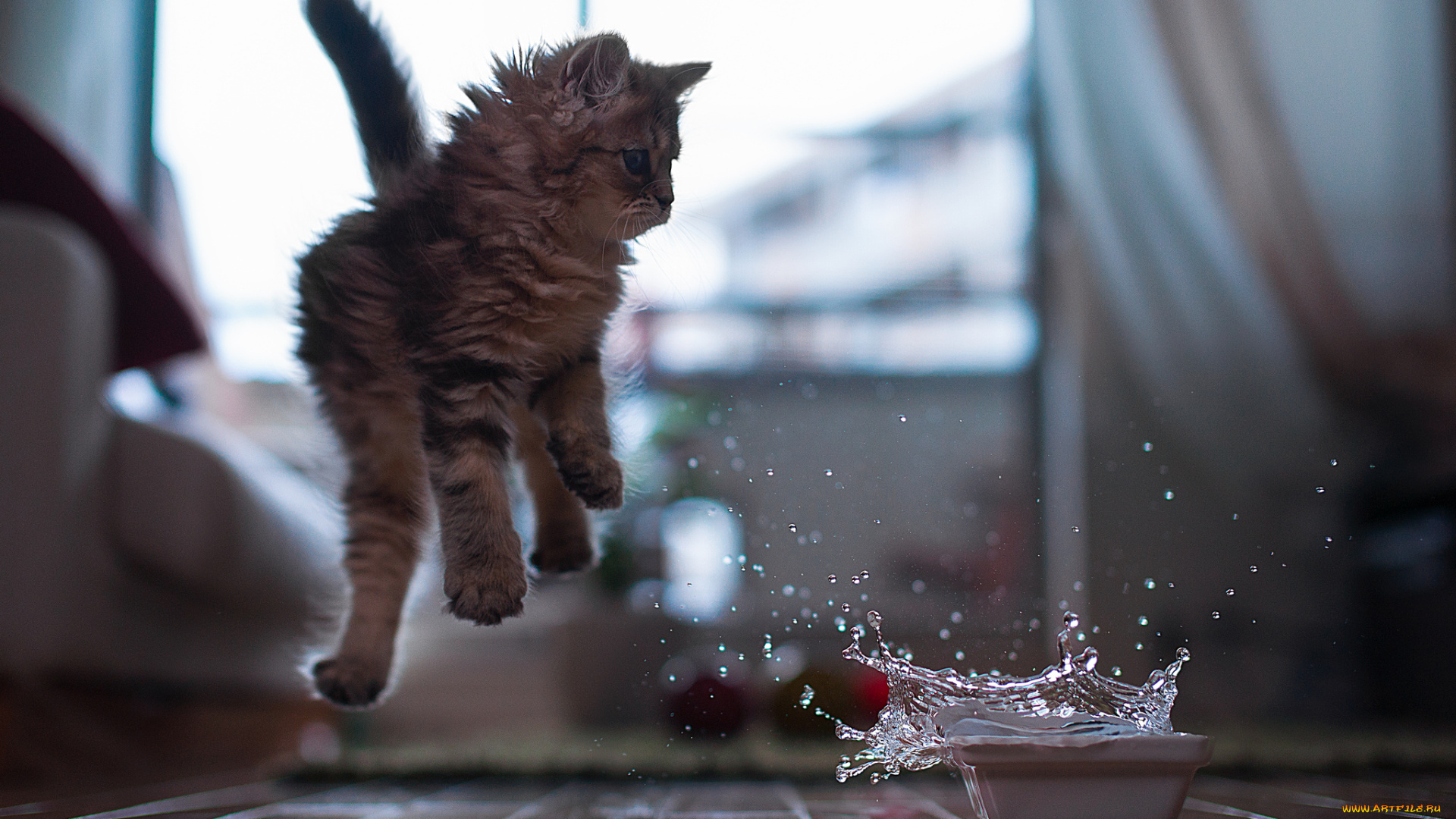 животные, коты, котёнок, миска, вода