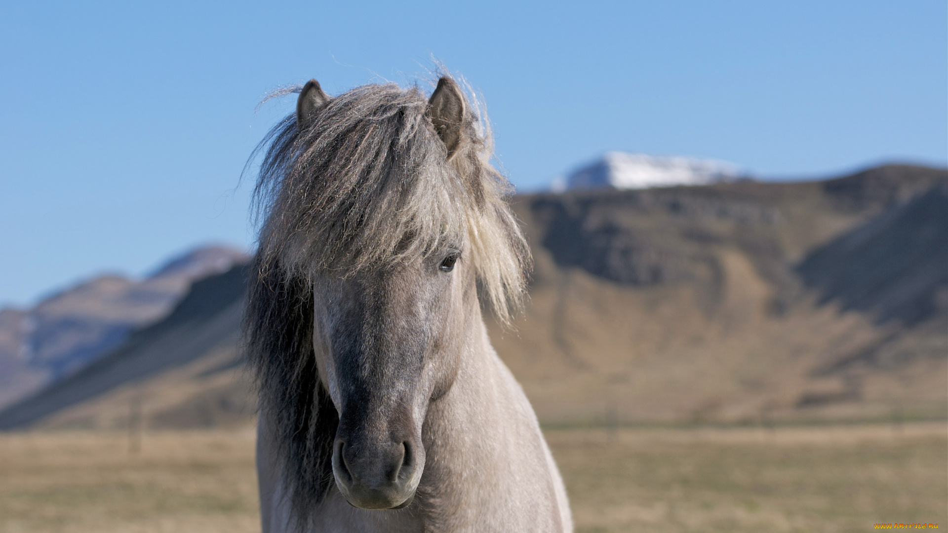 животные, лошади, грива