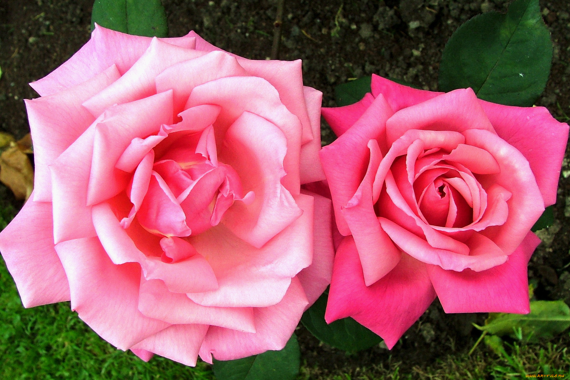 цветы, розы, розовые