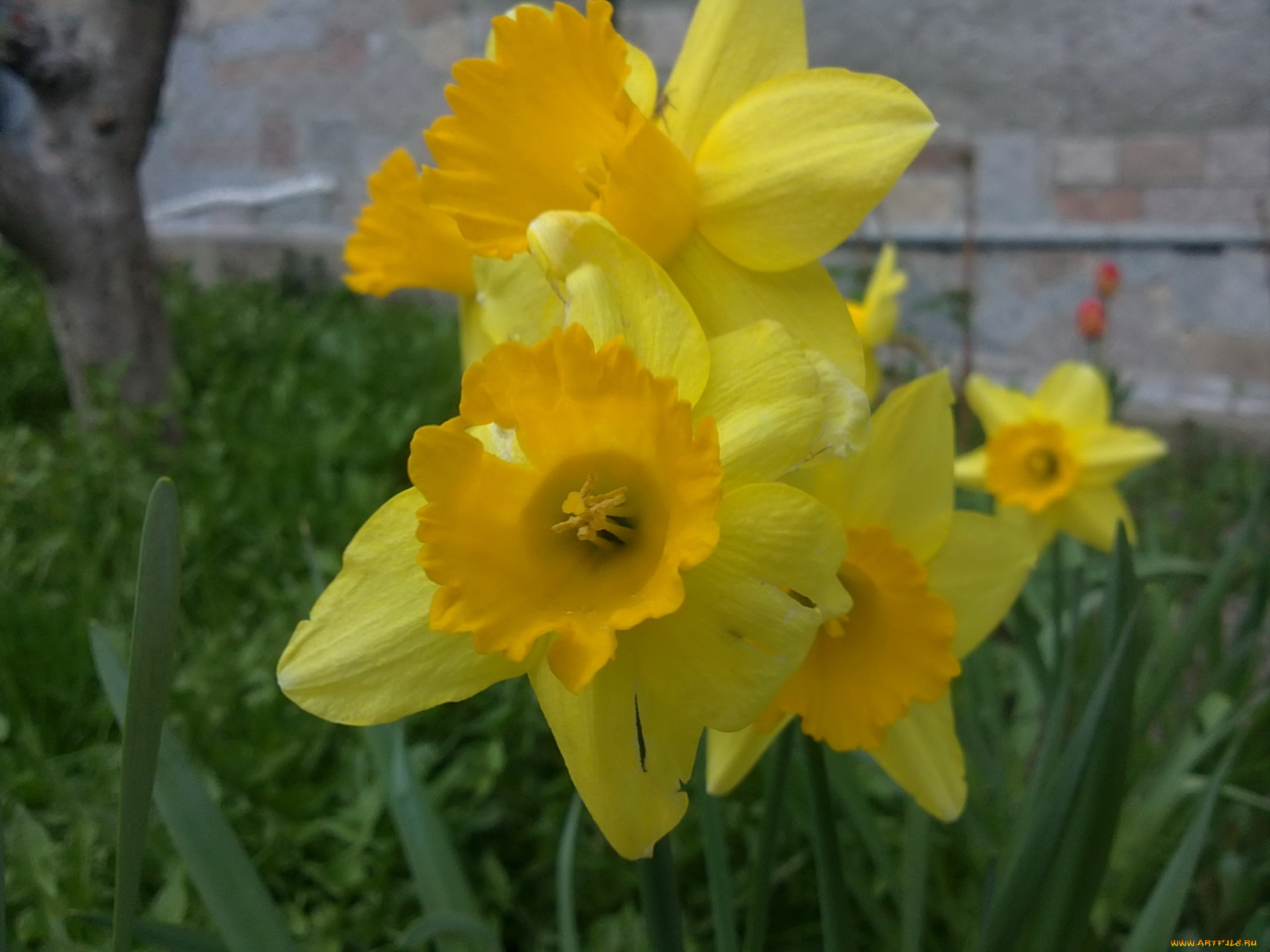 цветы, нарциссы