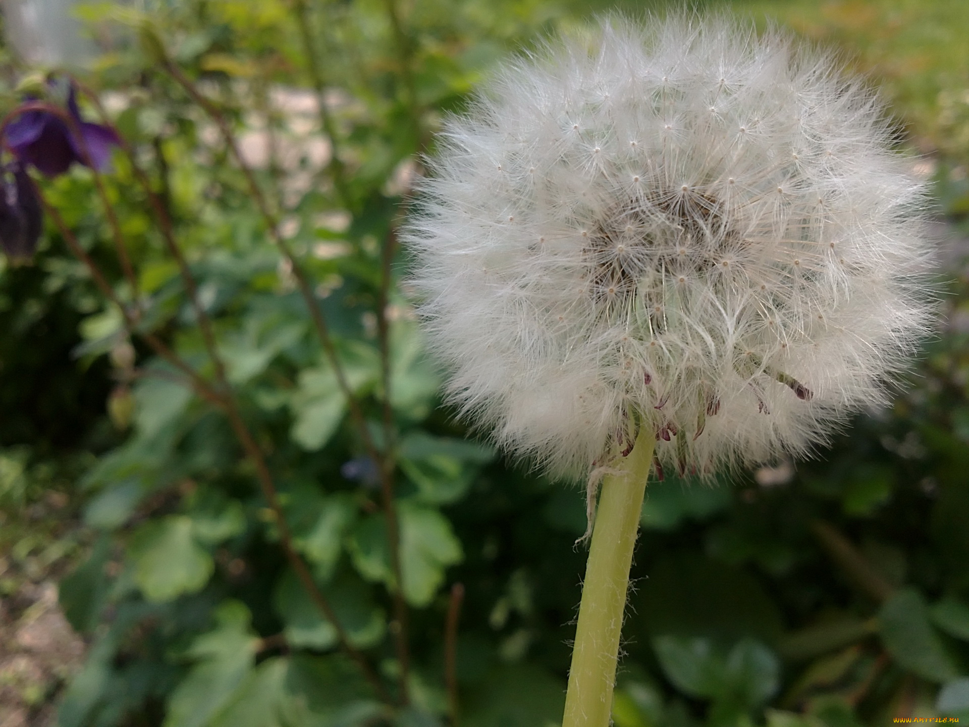 цветы, одуванчики, одуванчик