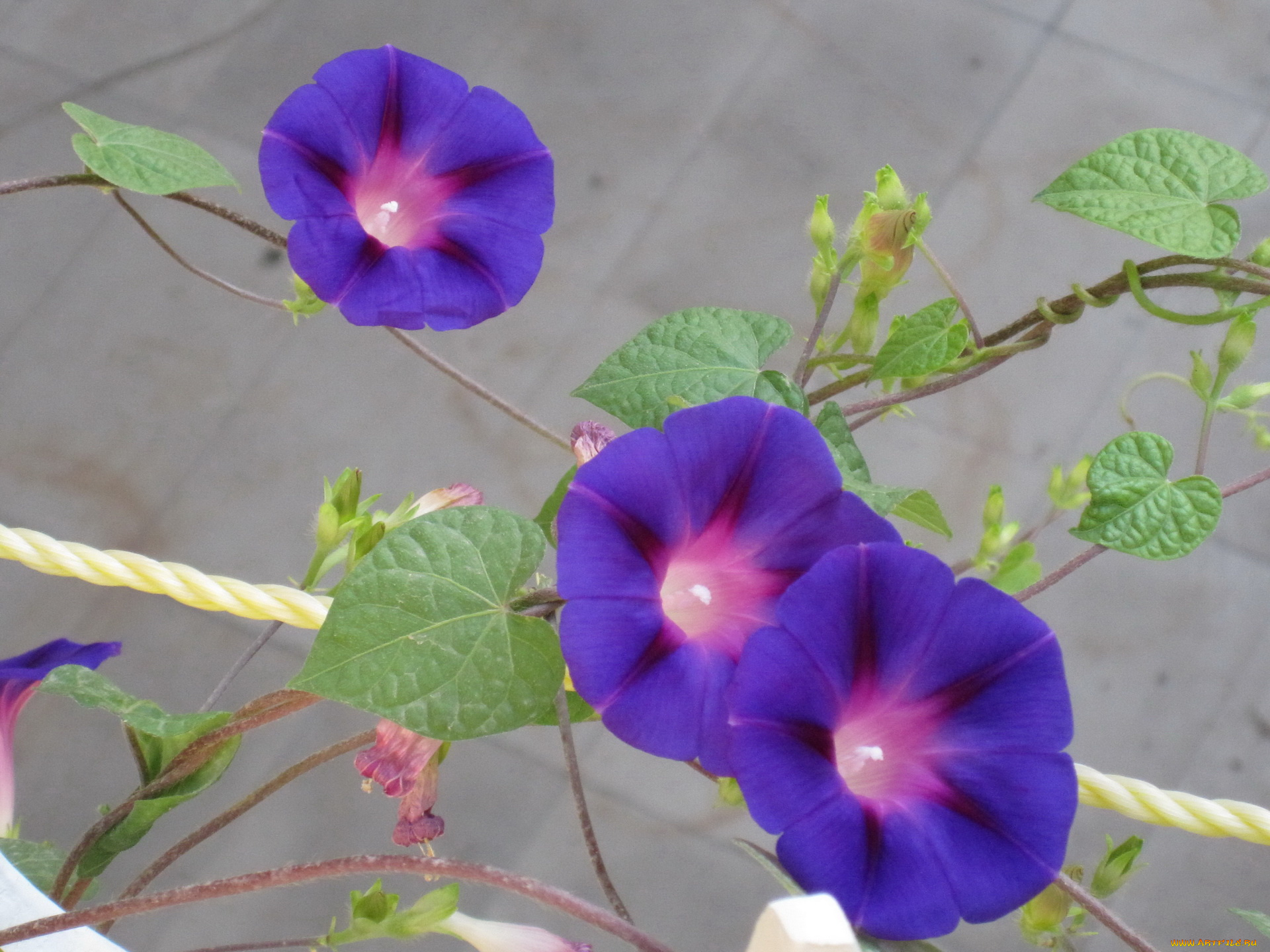 цветы, вьюнки, ипомеи, петуния