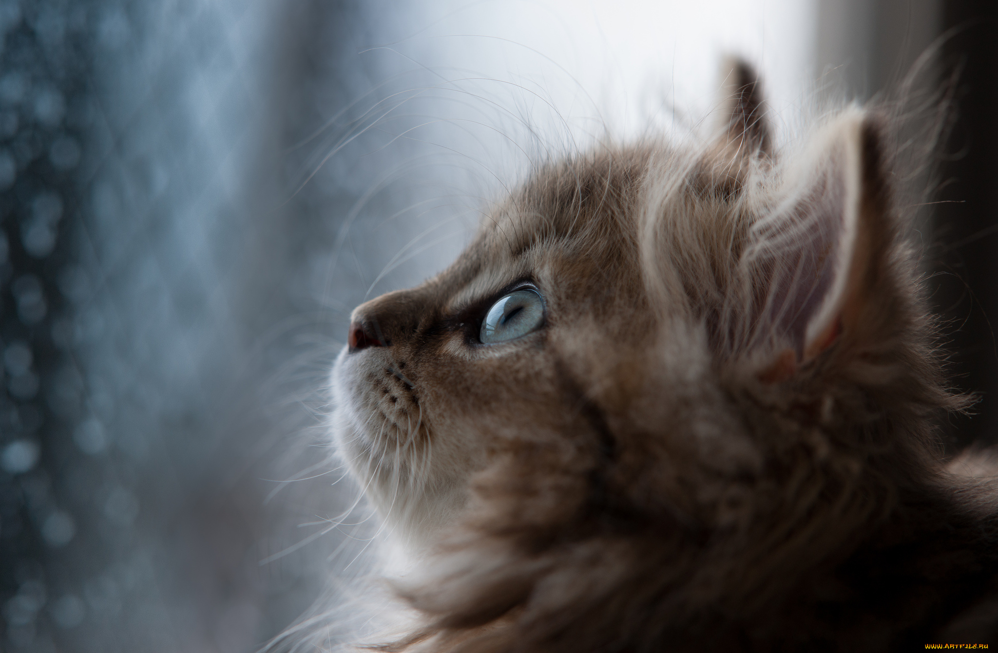 животные, коты, котёнок