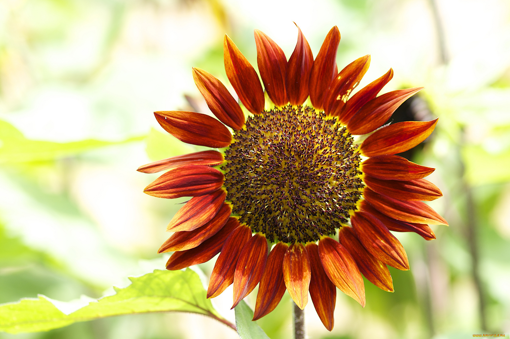 цветы, подсолнухи, подсолнух