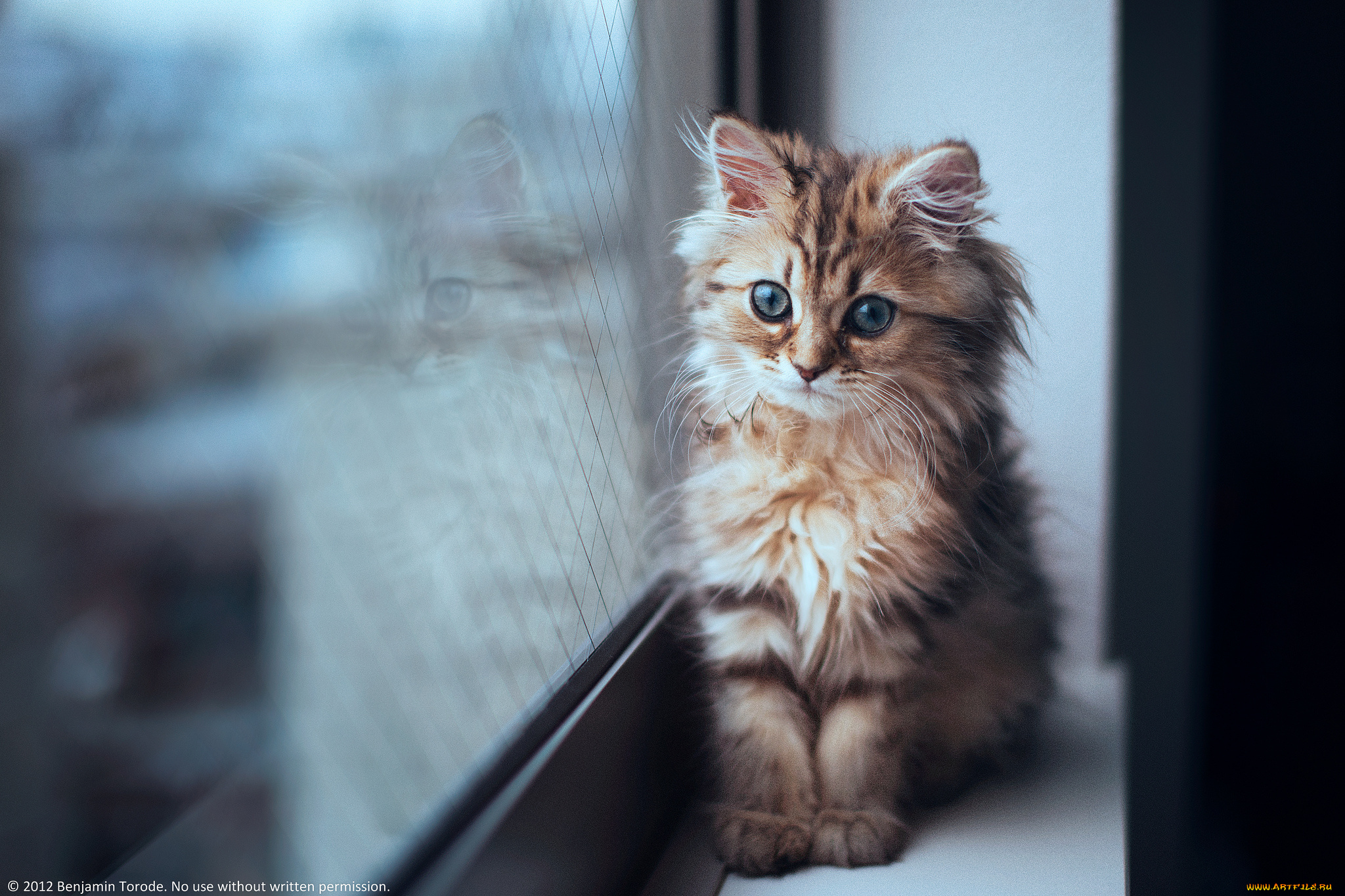 животные, коты, котёнок