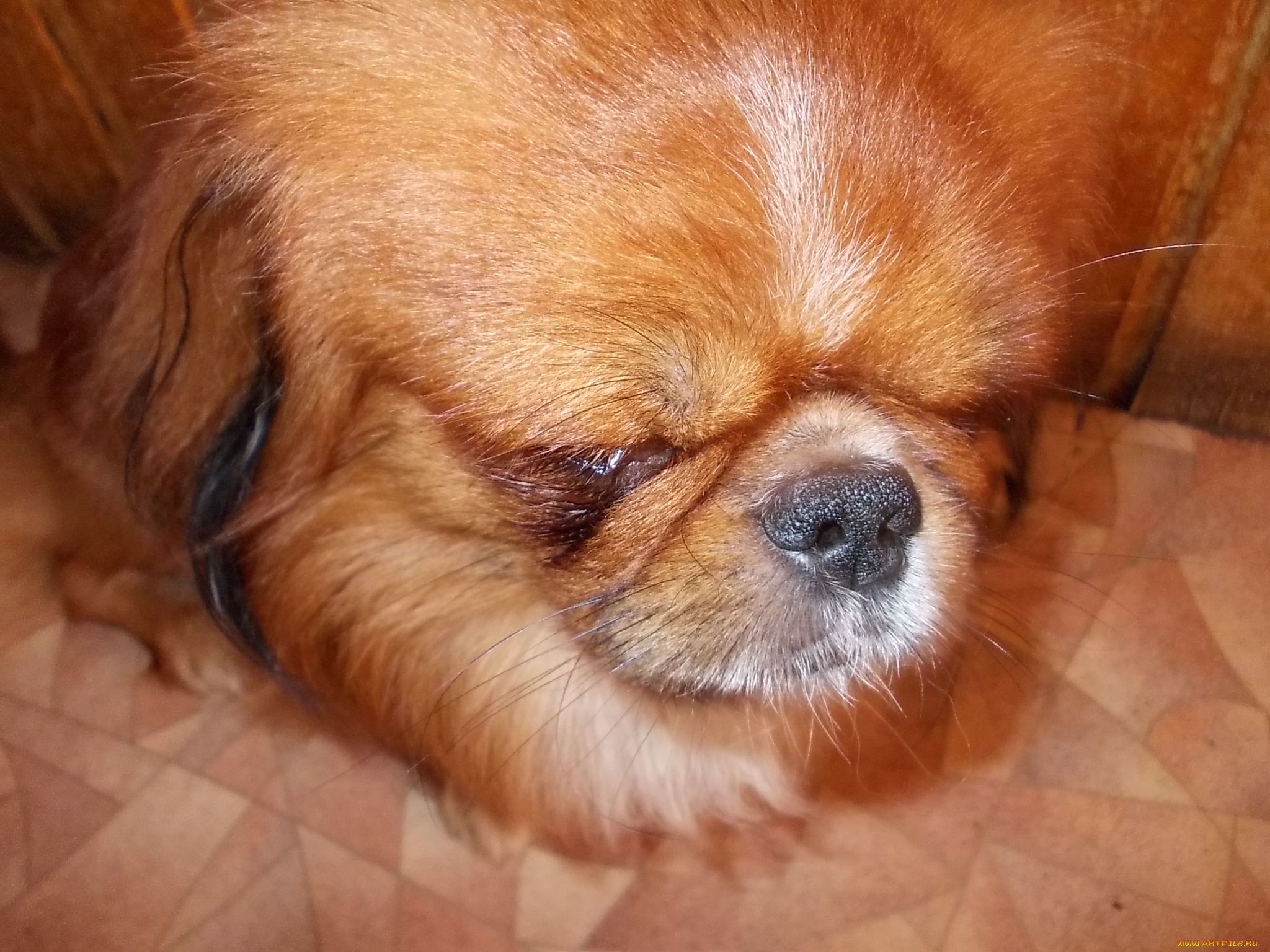 банди, животные, собаки