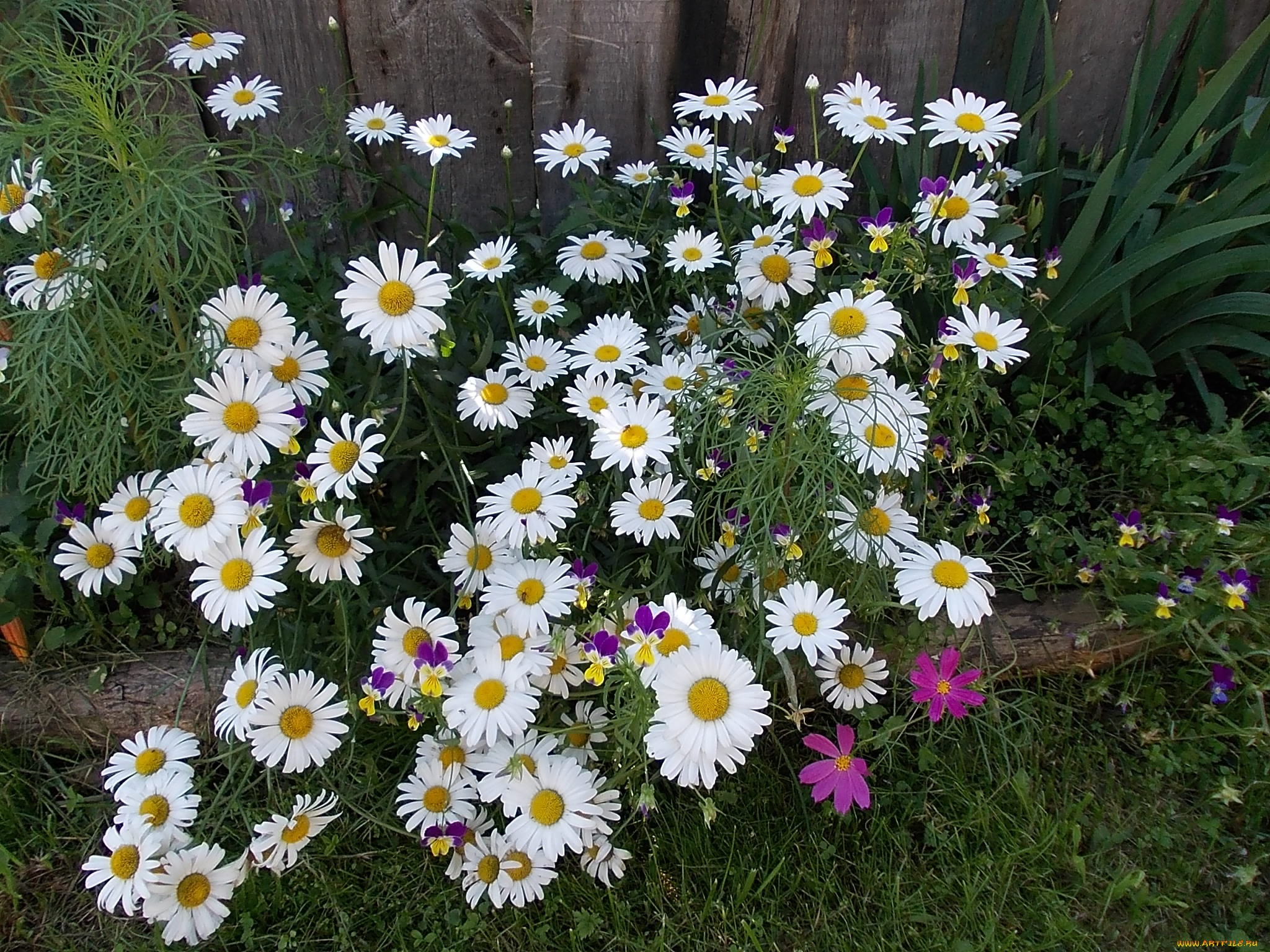 ромашки, цветы, чветы