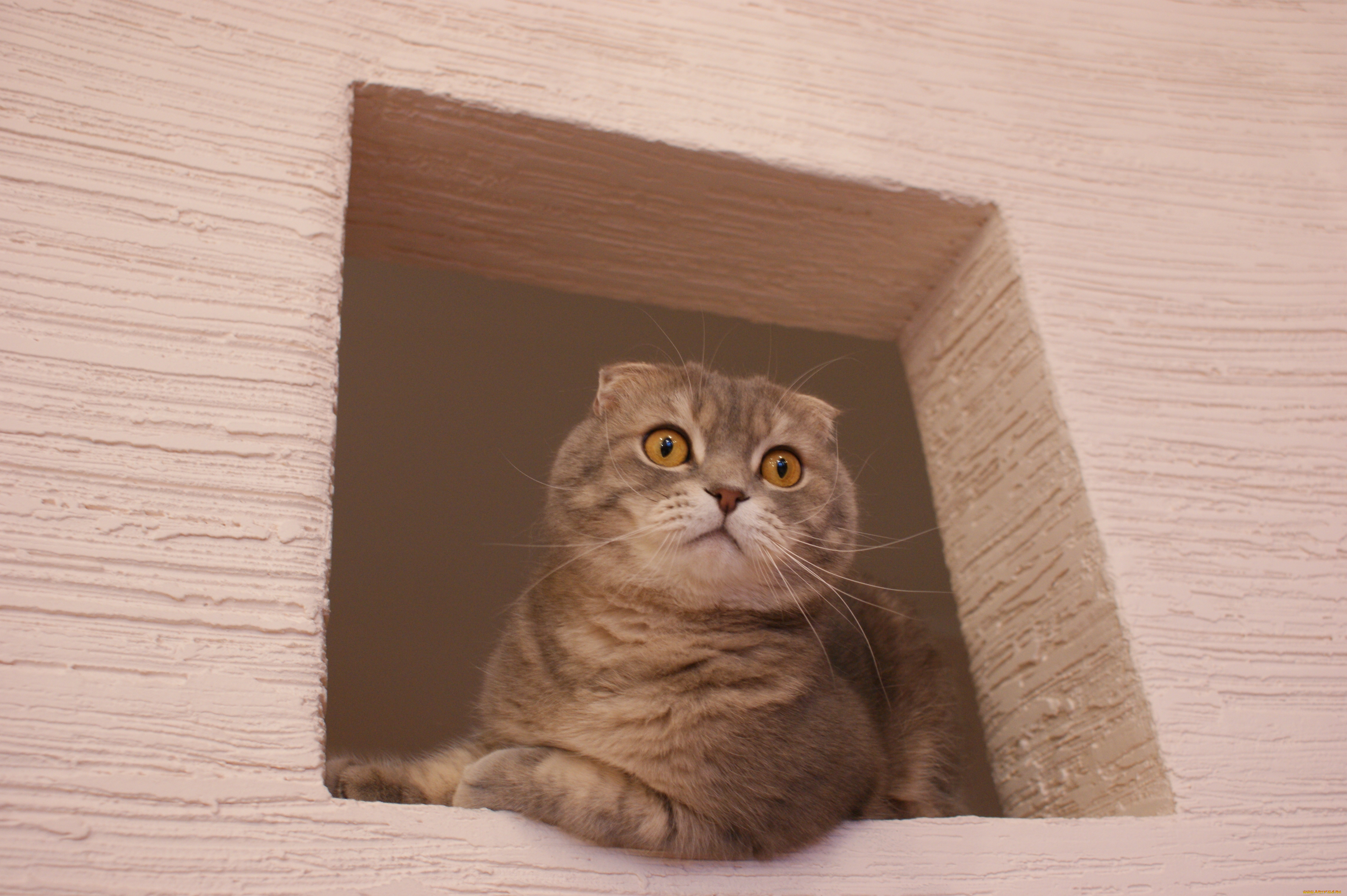 животные, коты, британец, вислоухий