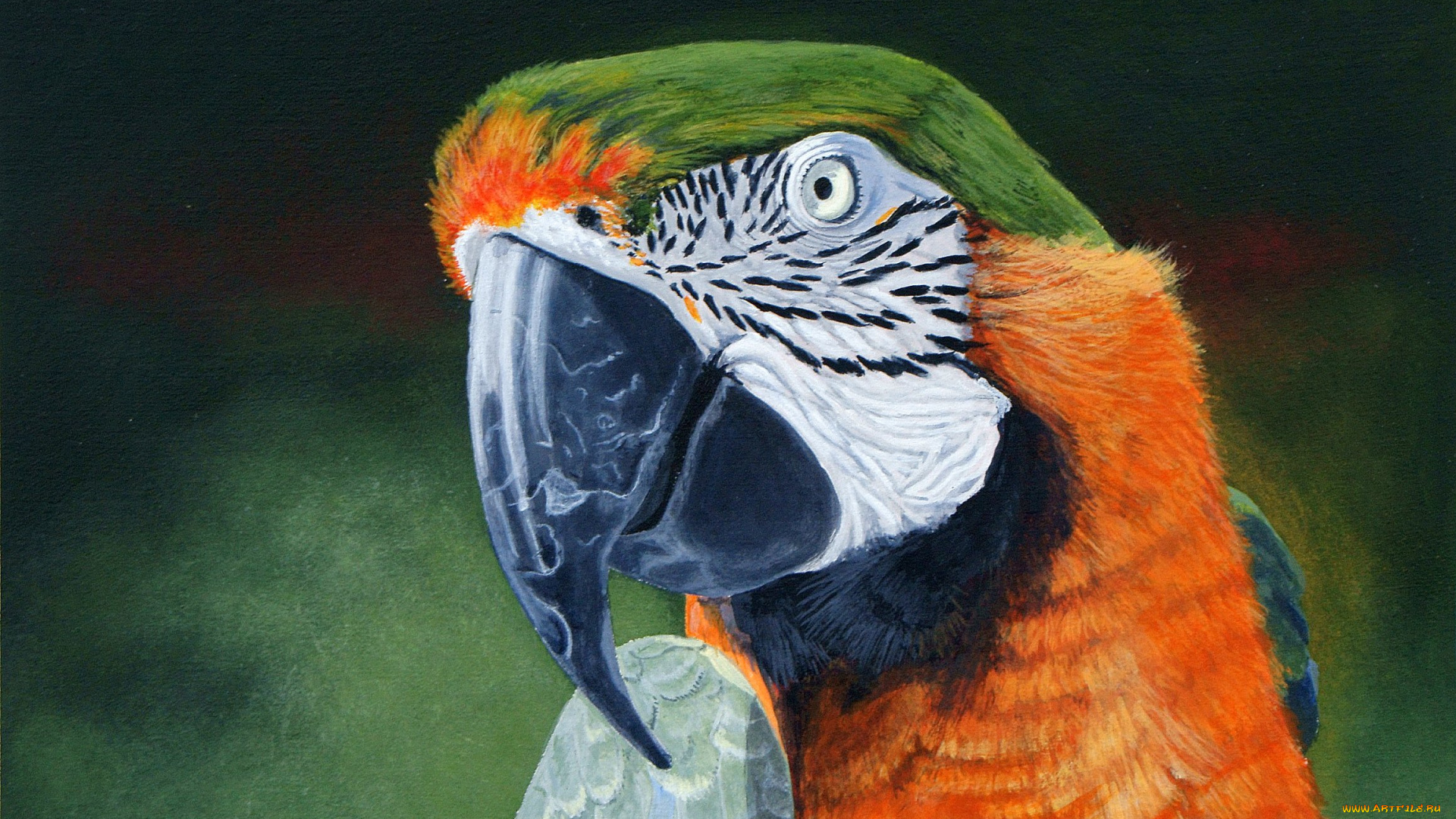 рисованные, животные, птицы, попугаи, попугай