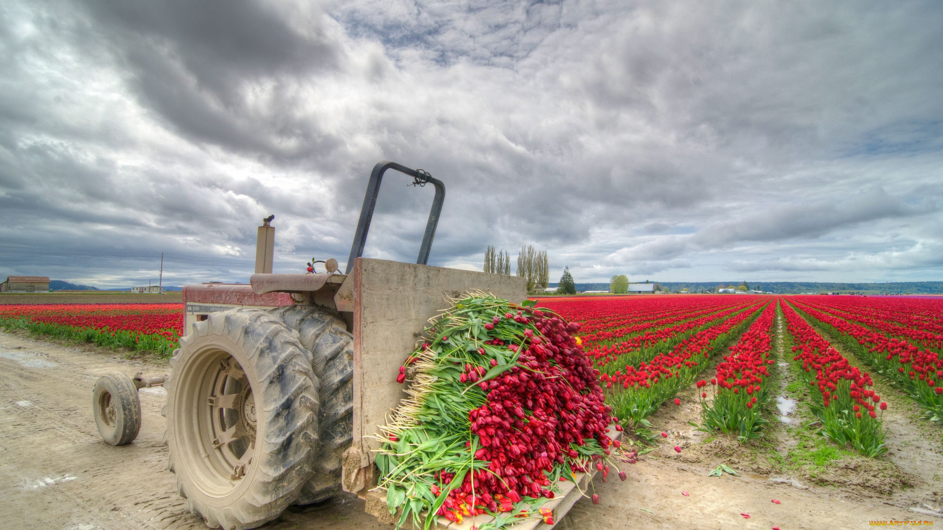 техника, другое, поле, тюльпаны, цветы, урожай
