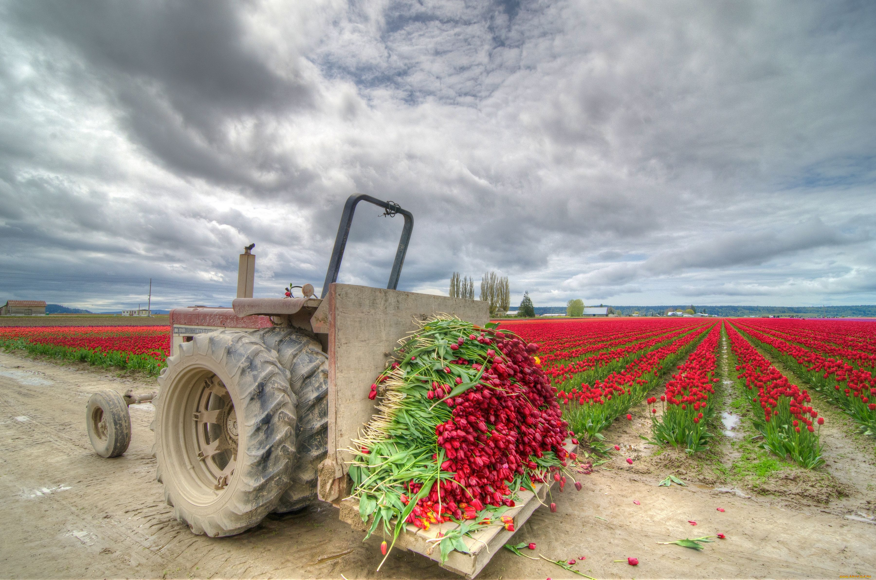 техника, другое, поле, тюльпаны, цветы, урожай