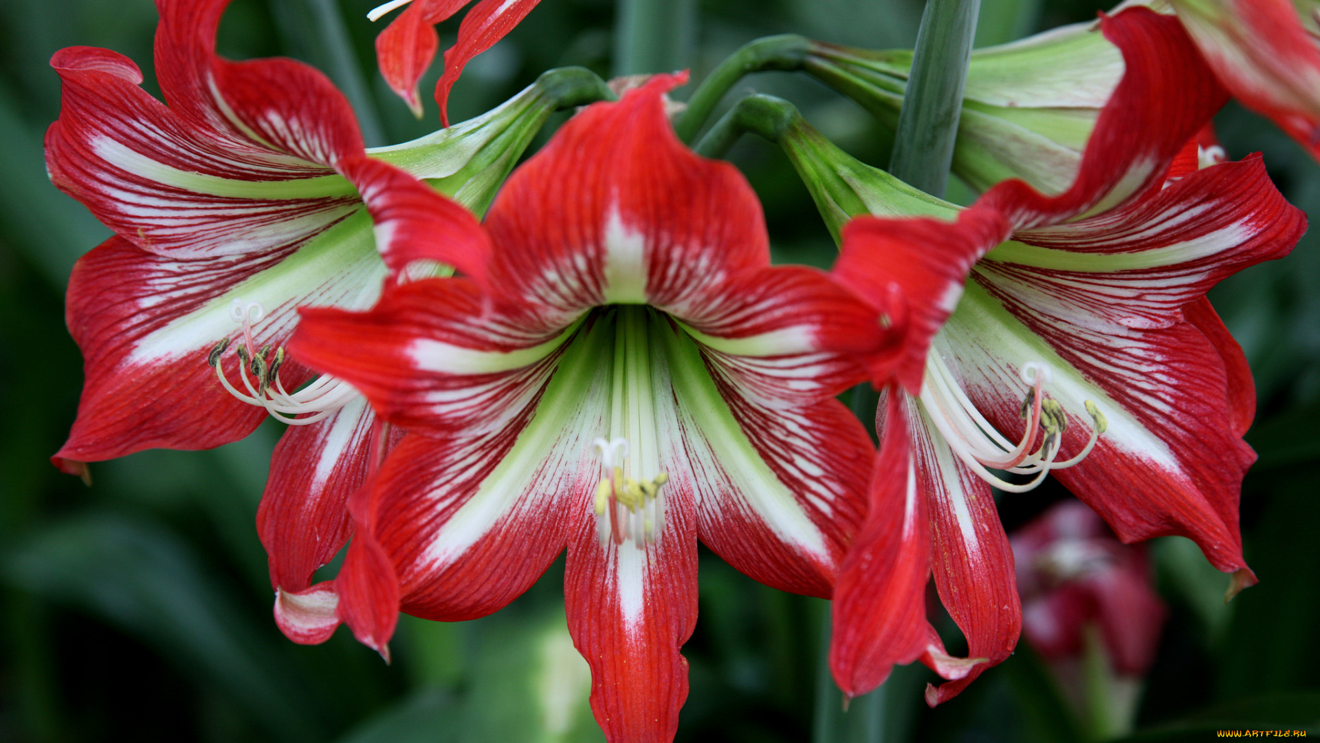 цветы, амариллисы, , гиппеаструмы, макро