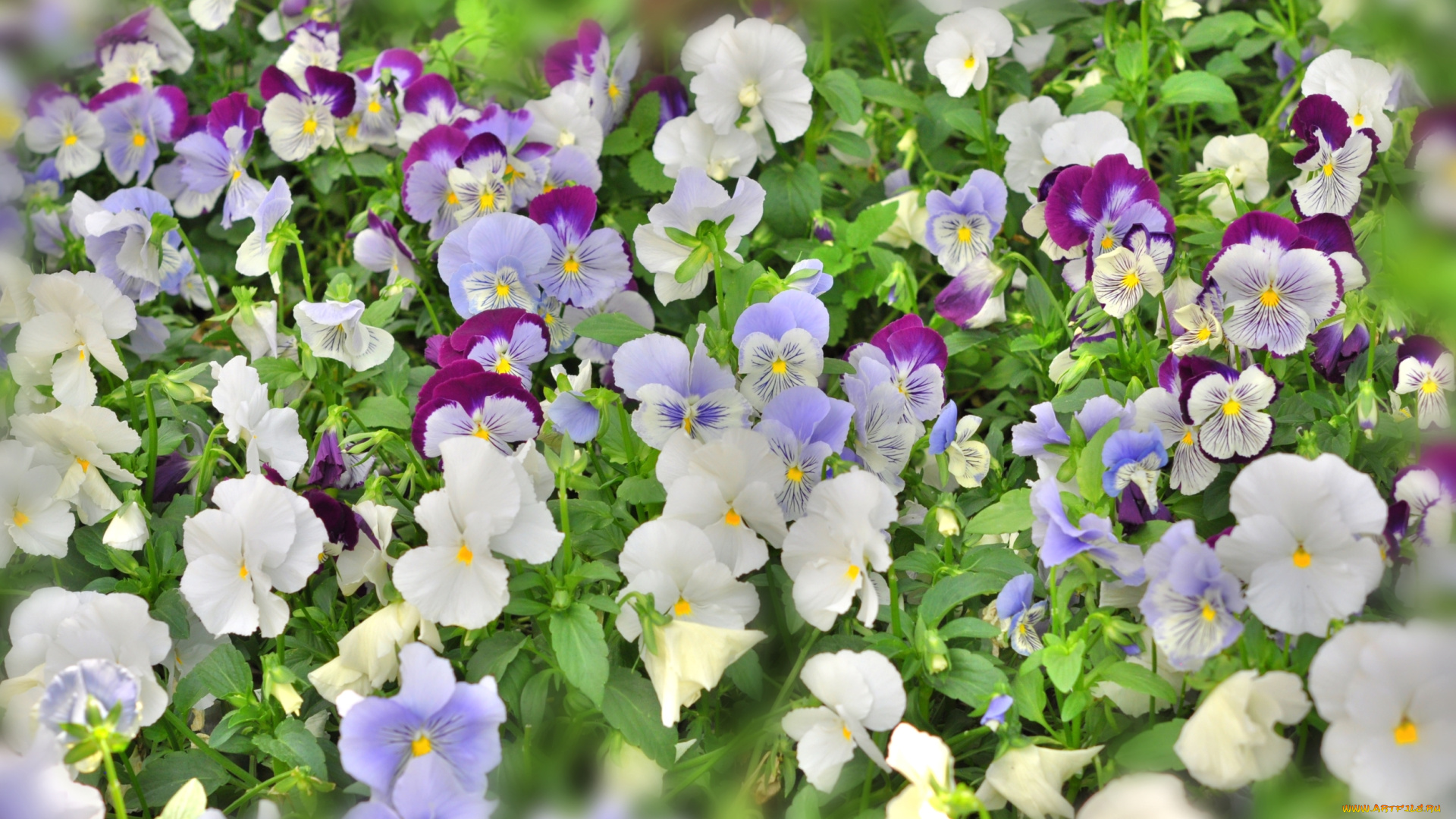 цветы, анютины, глазки, , садовые, фиалки, много