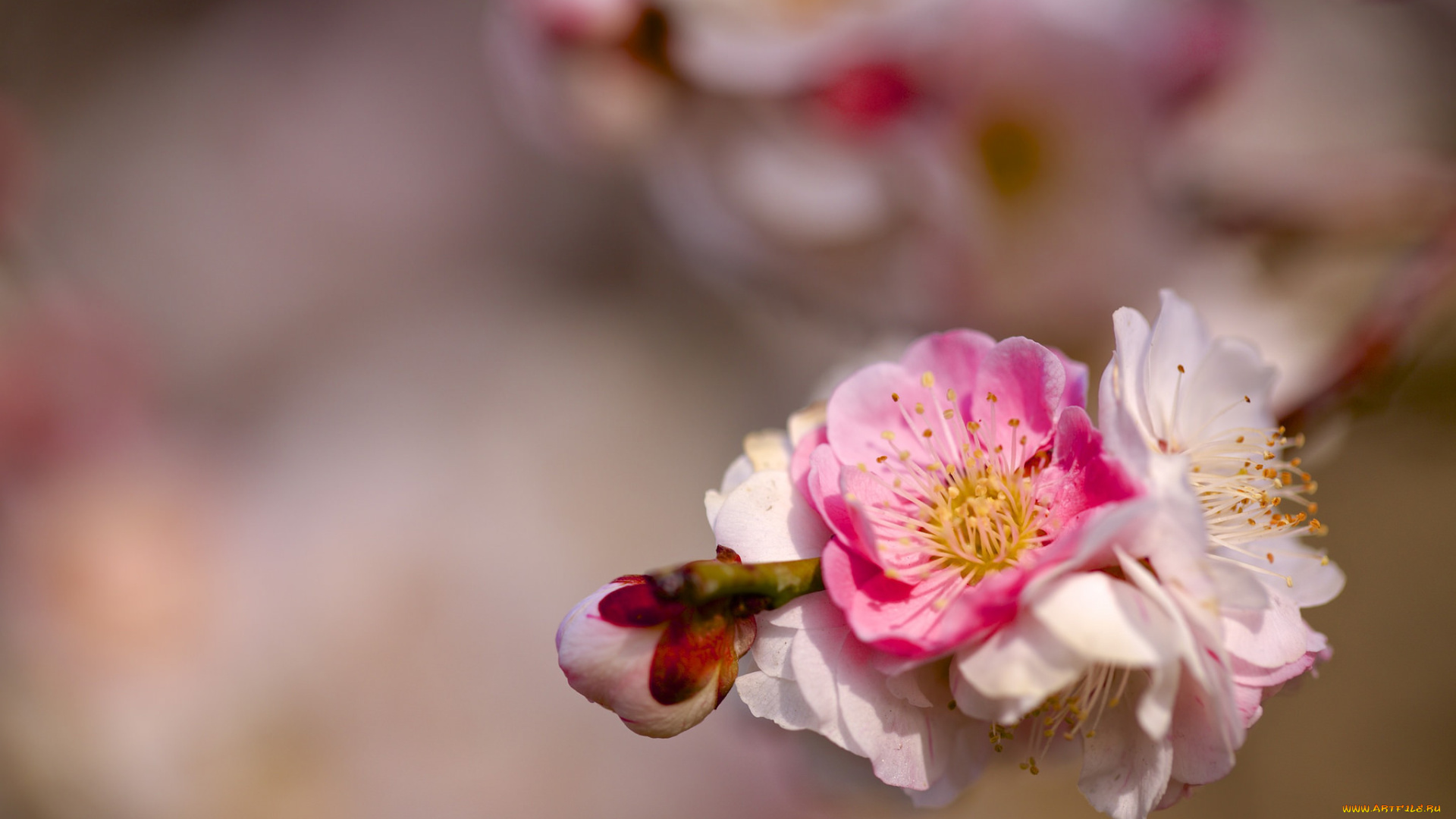 цветы, цветущие, деревья, , , кустарники, весна