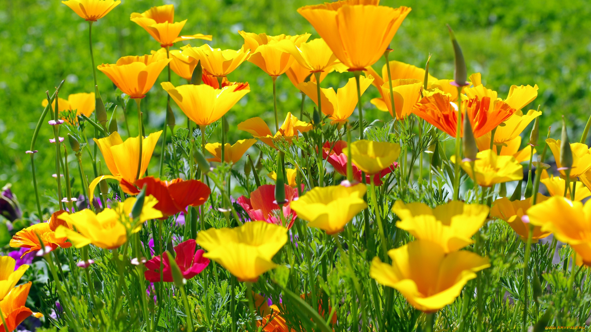 цветы, эшшольция, желтый