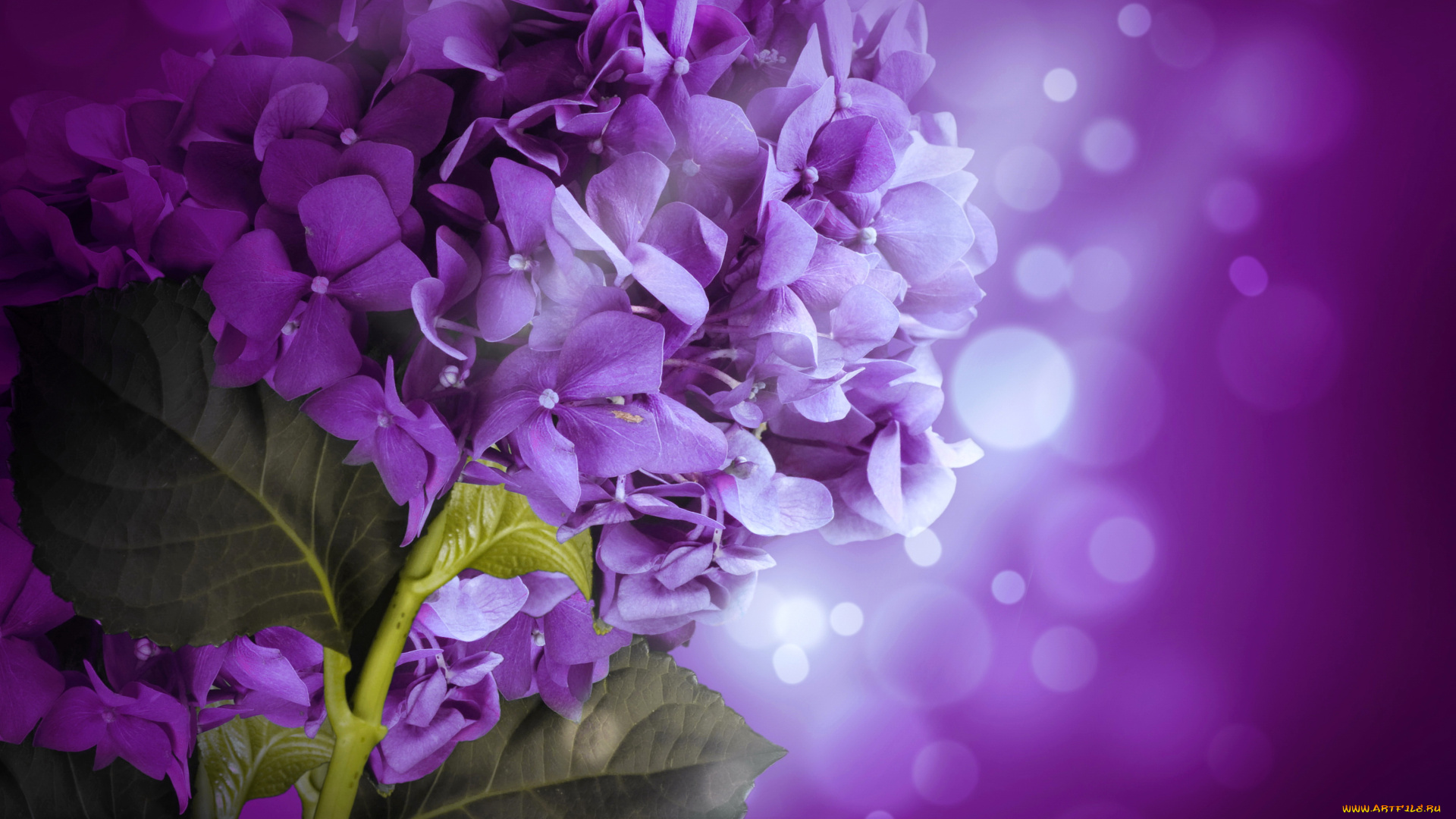 цветы, гортензия, сиреневая