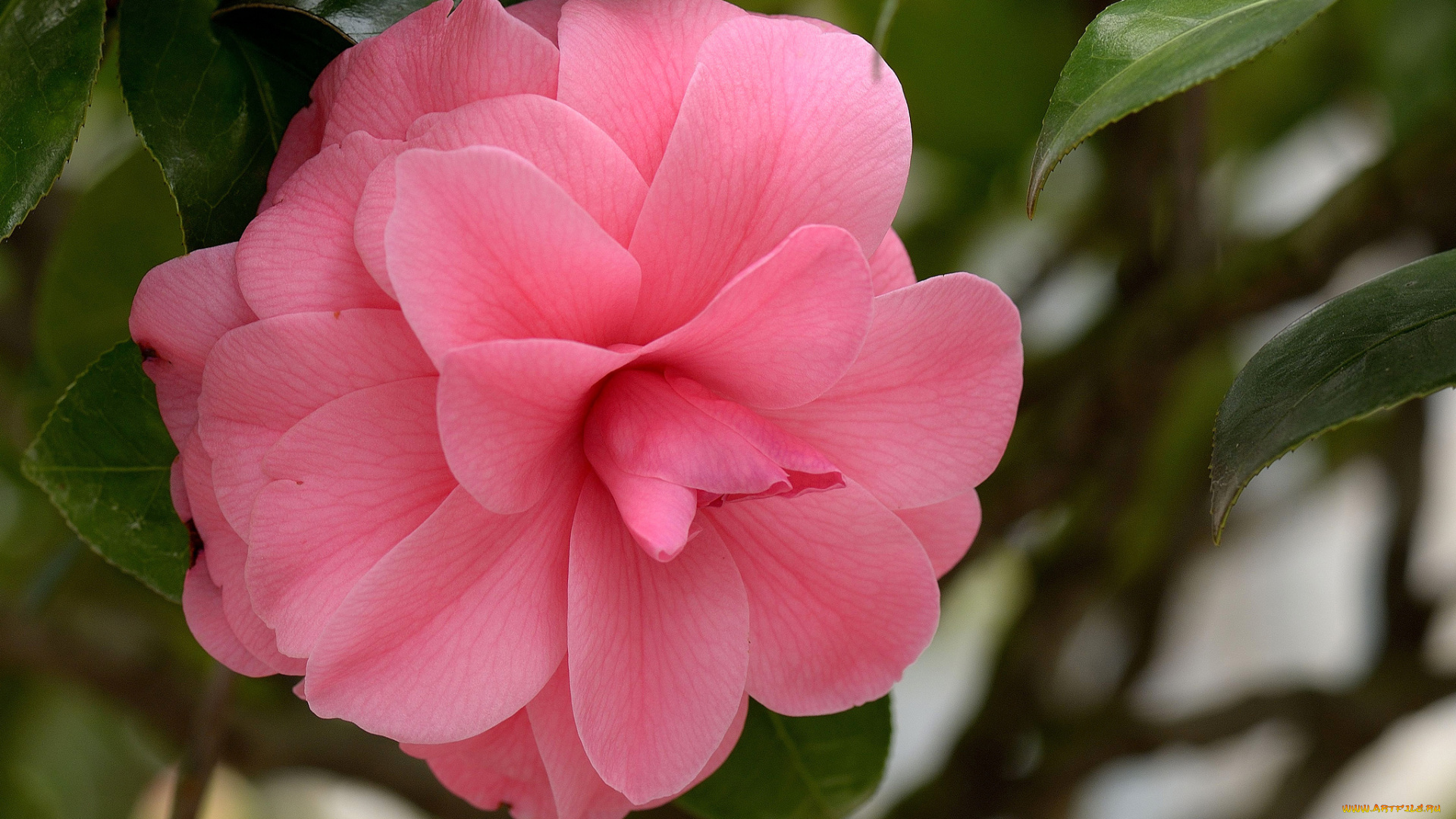 цветы, камелии, розовый