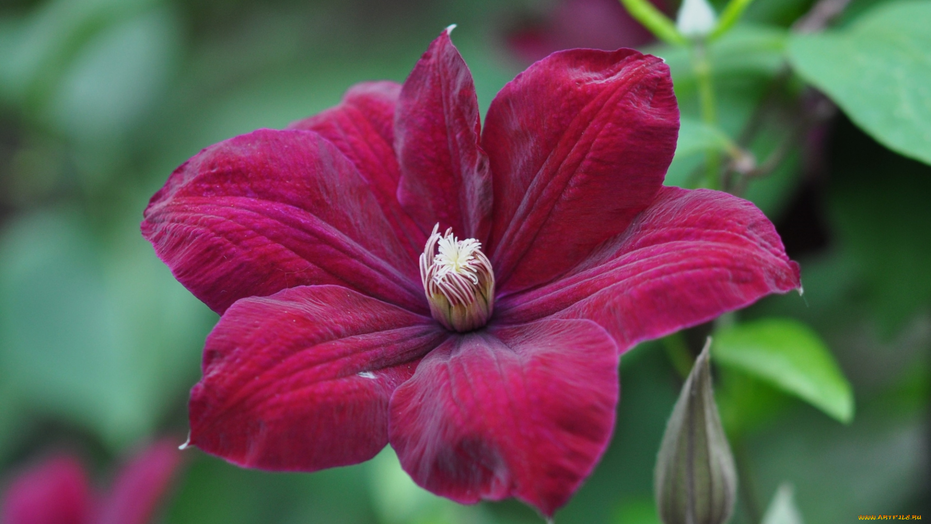 цветы, клематис, , ломонос, макро