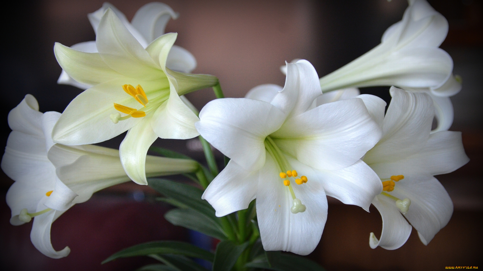цветы, лилии, , лилейники, белый