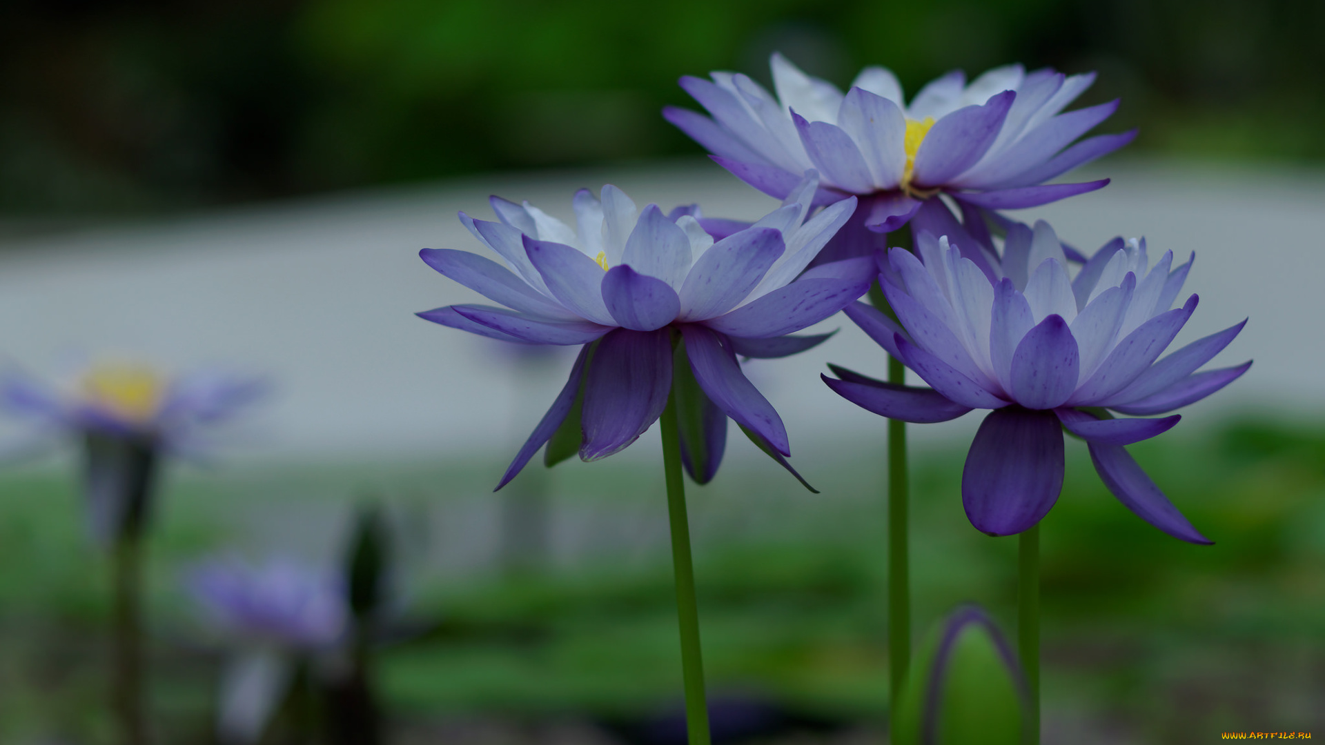 цветы, лилии, водяные, , нимфеи, , кувшинки, цветение, природа, водяные, лилии