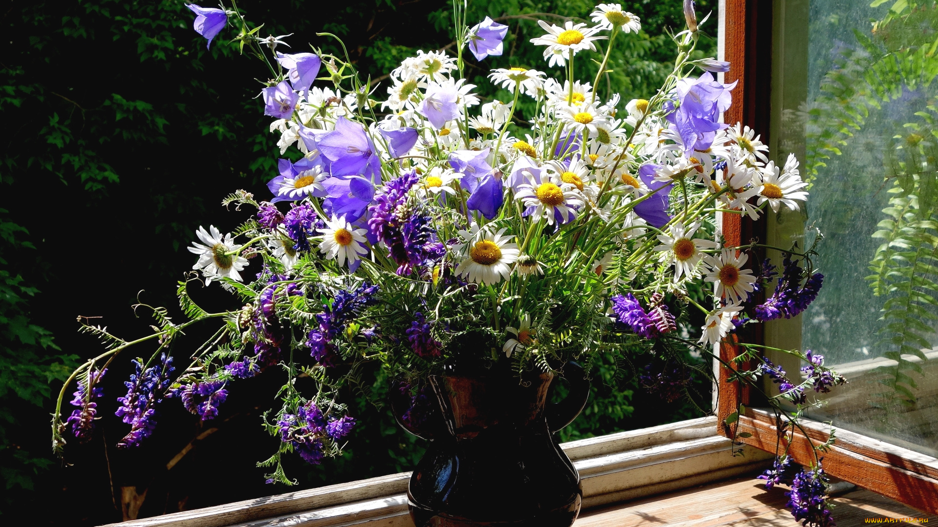 цветы, луговые, , полевые, , цветы, колокольчики, ромашки