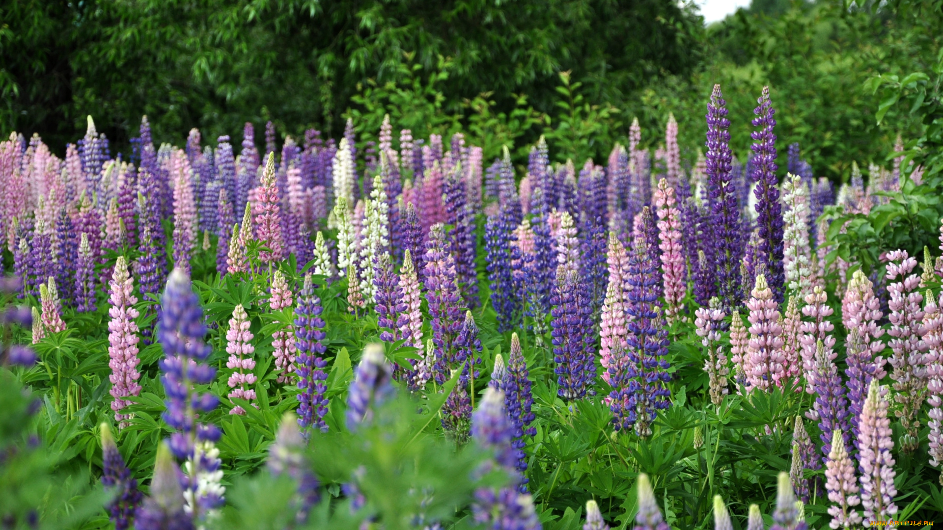 цветы, люпин, луг