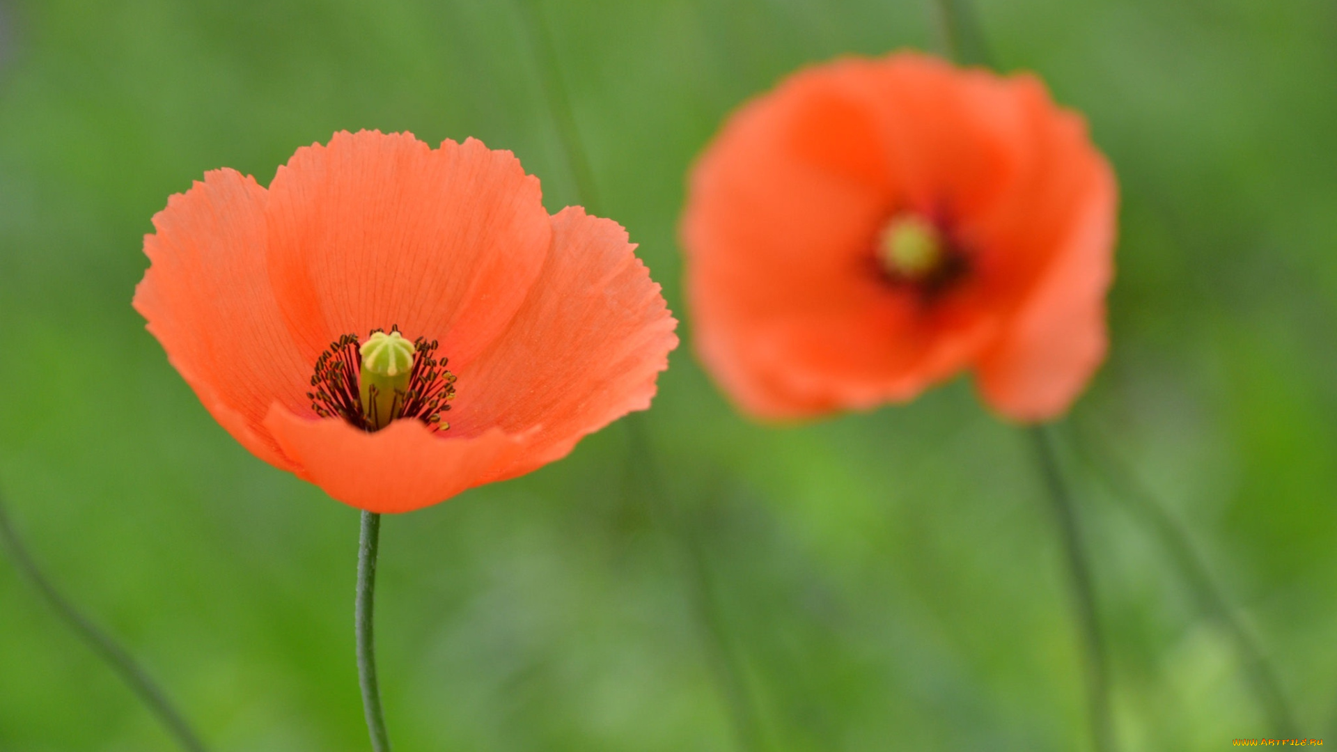 цветы, маки, пара, макро