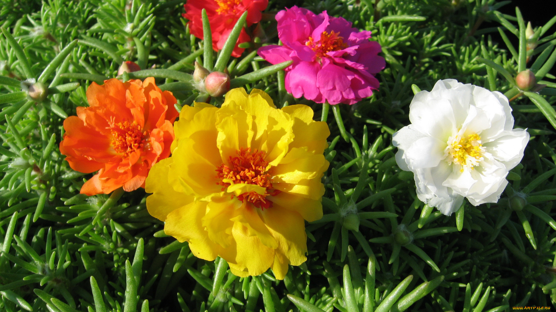 цветы, портулак, дандур, grandiflora, portulaca