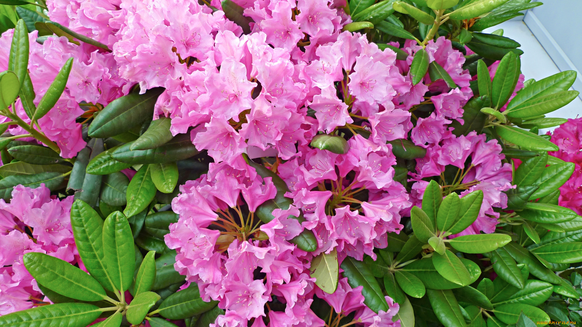 цветы, рододендроны, , азалии, азалия