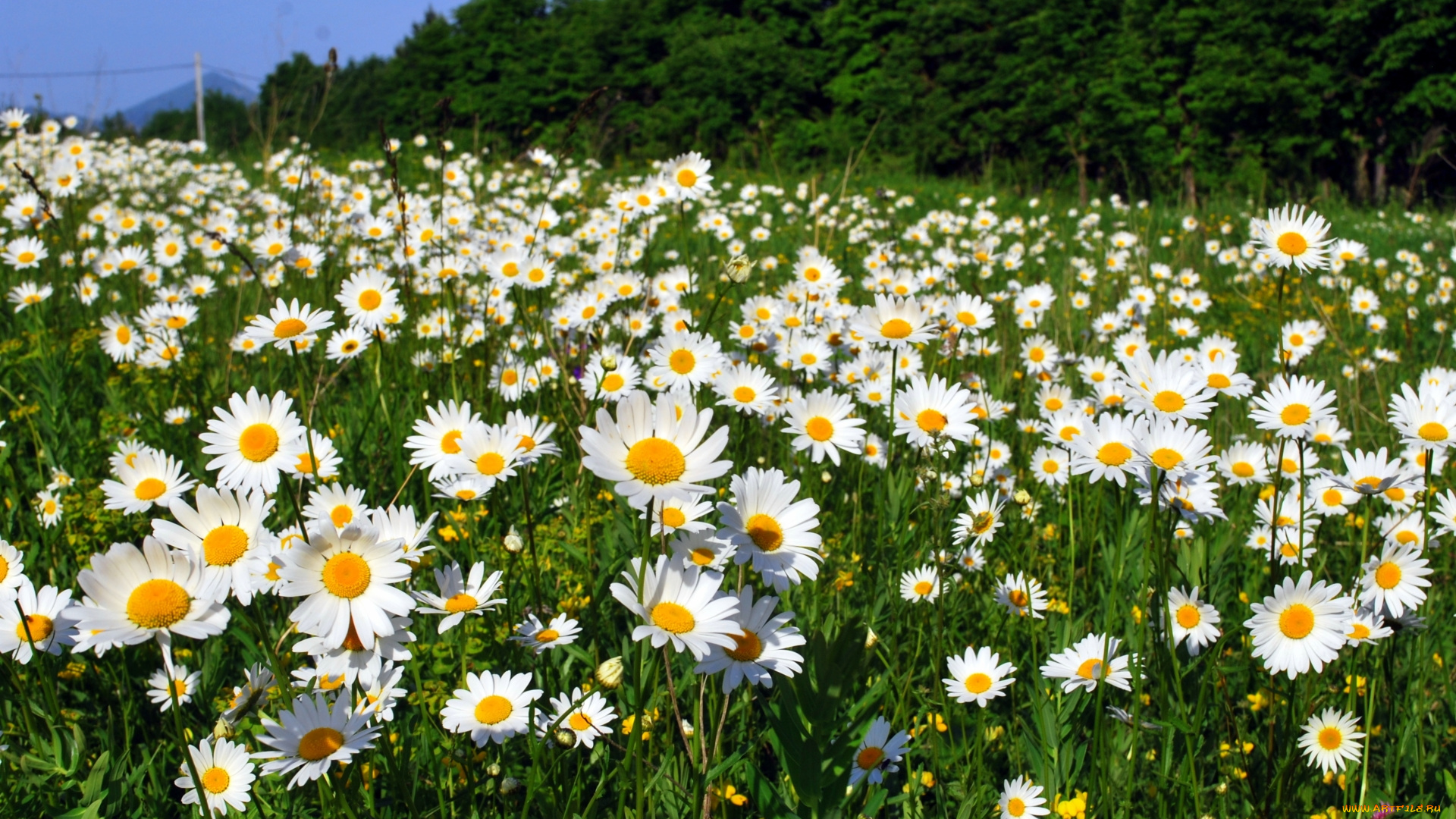 цветы, ромашки, луг