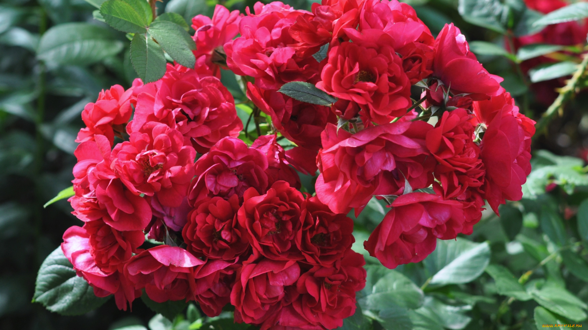 цветы, розы, красный