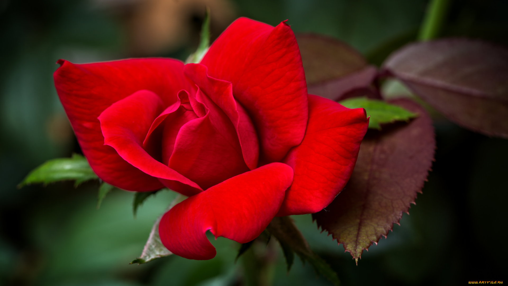 цветы, розы, красный