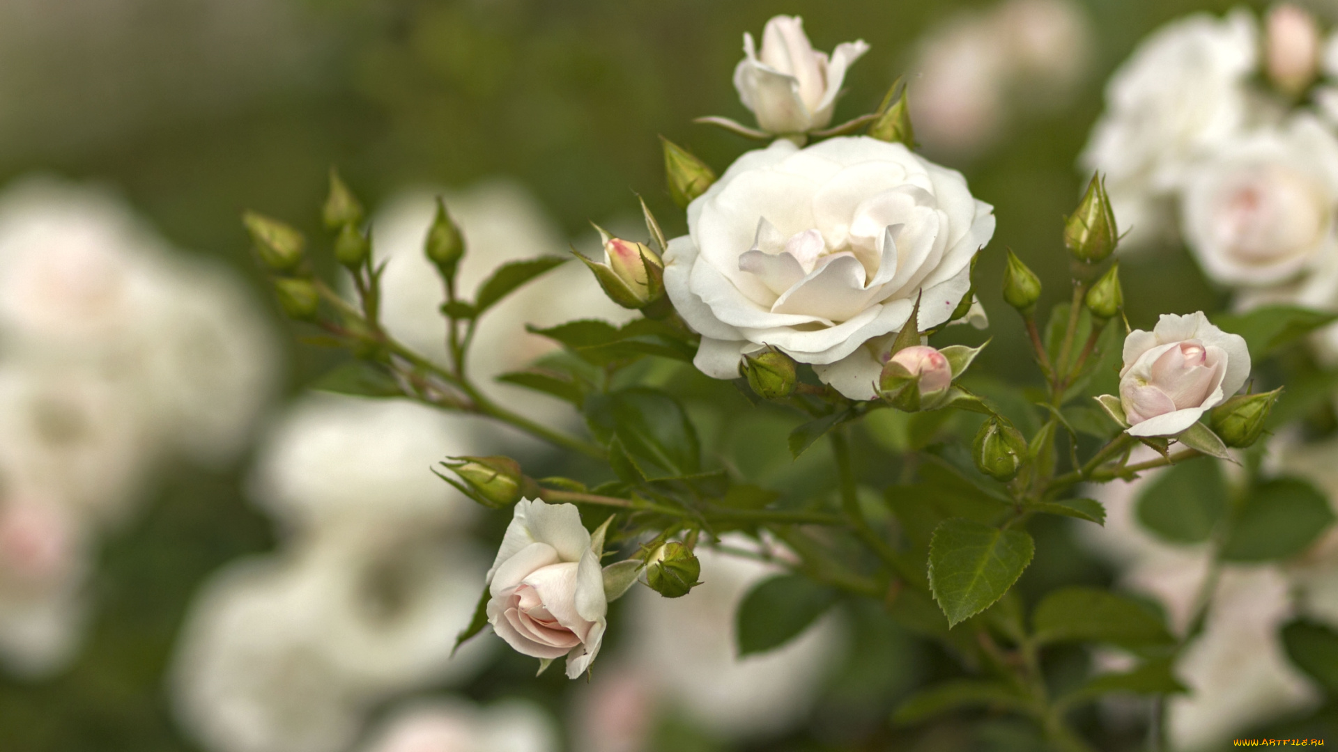 цветы, розы, куст