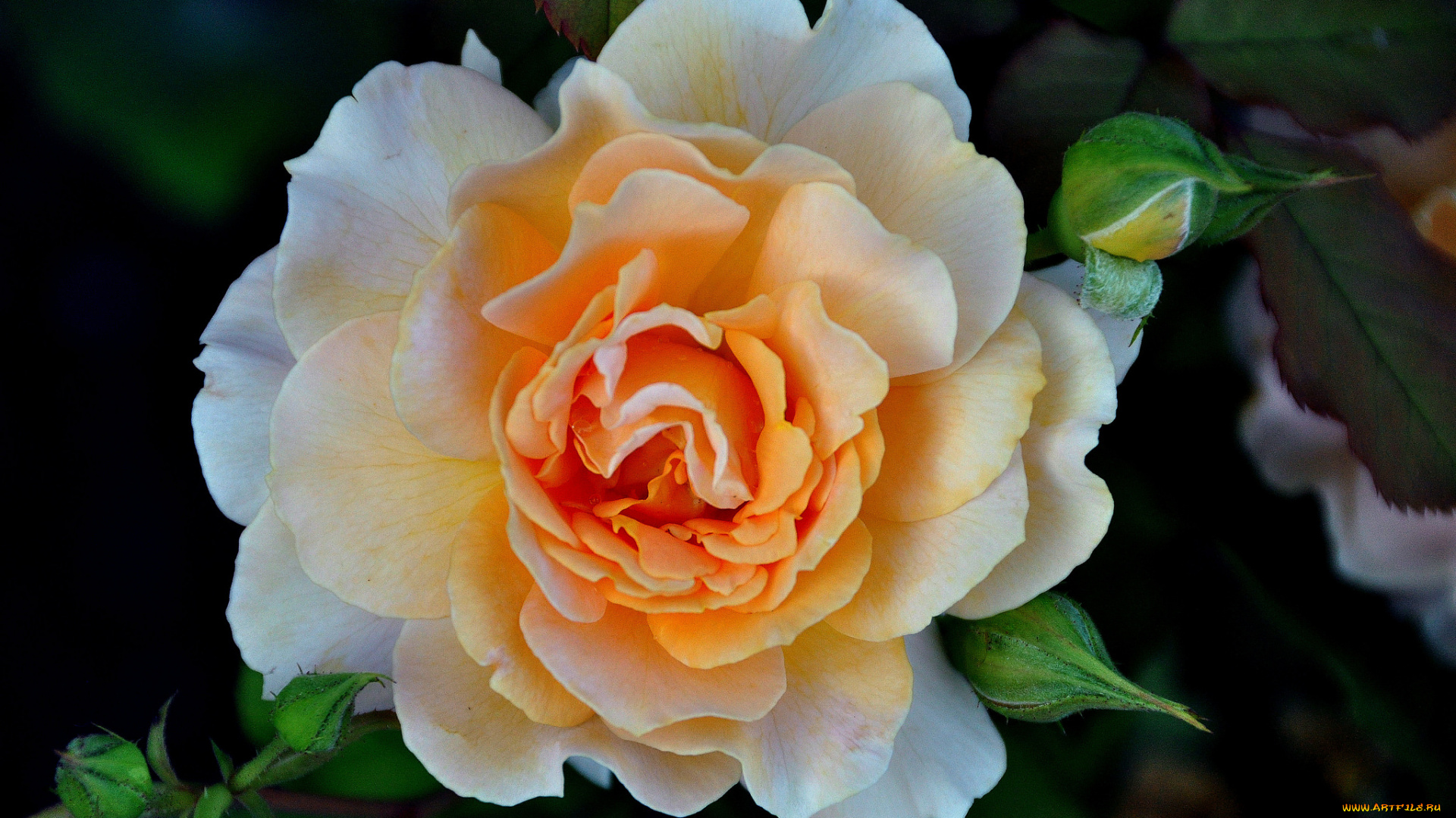 цветы, розы, макро