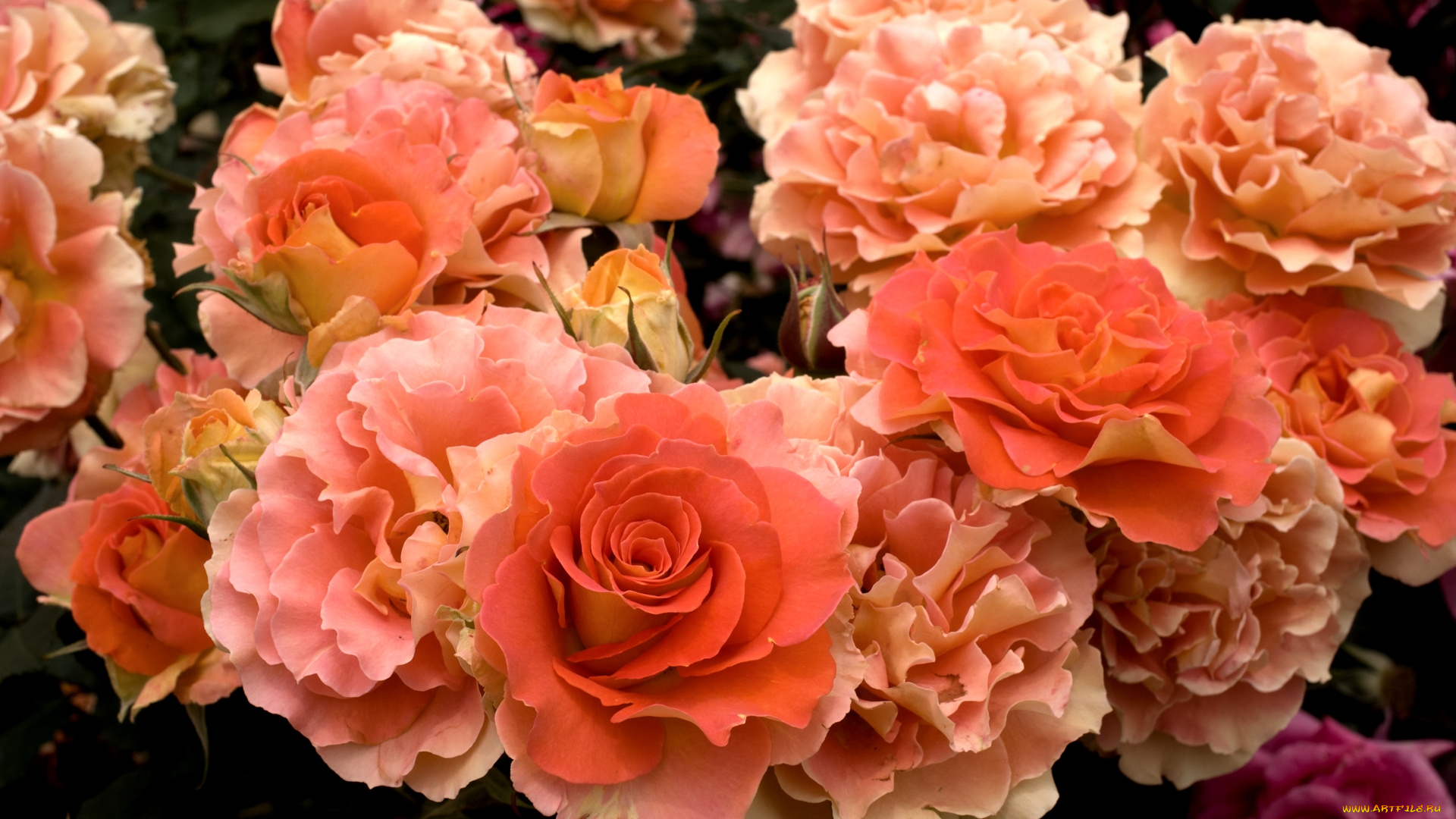 цветы, розы, оранжевый