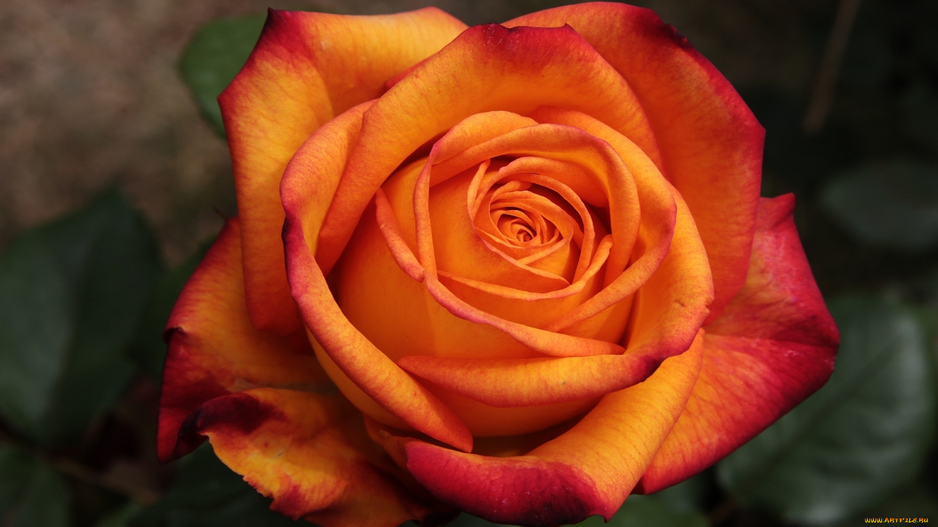 цветы, розы, оранжевый, макро