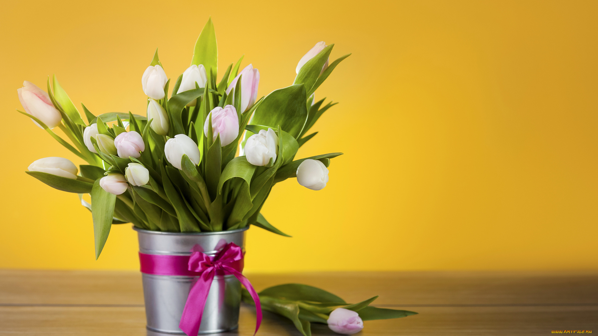 цветы, тюльпаны, белые, бант, ведро