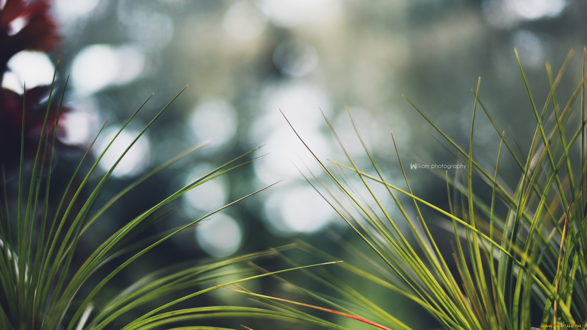 природа, макро, размытие, травинки