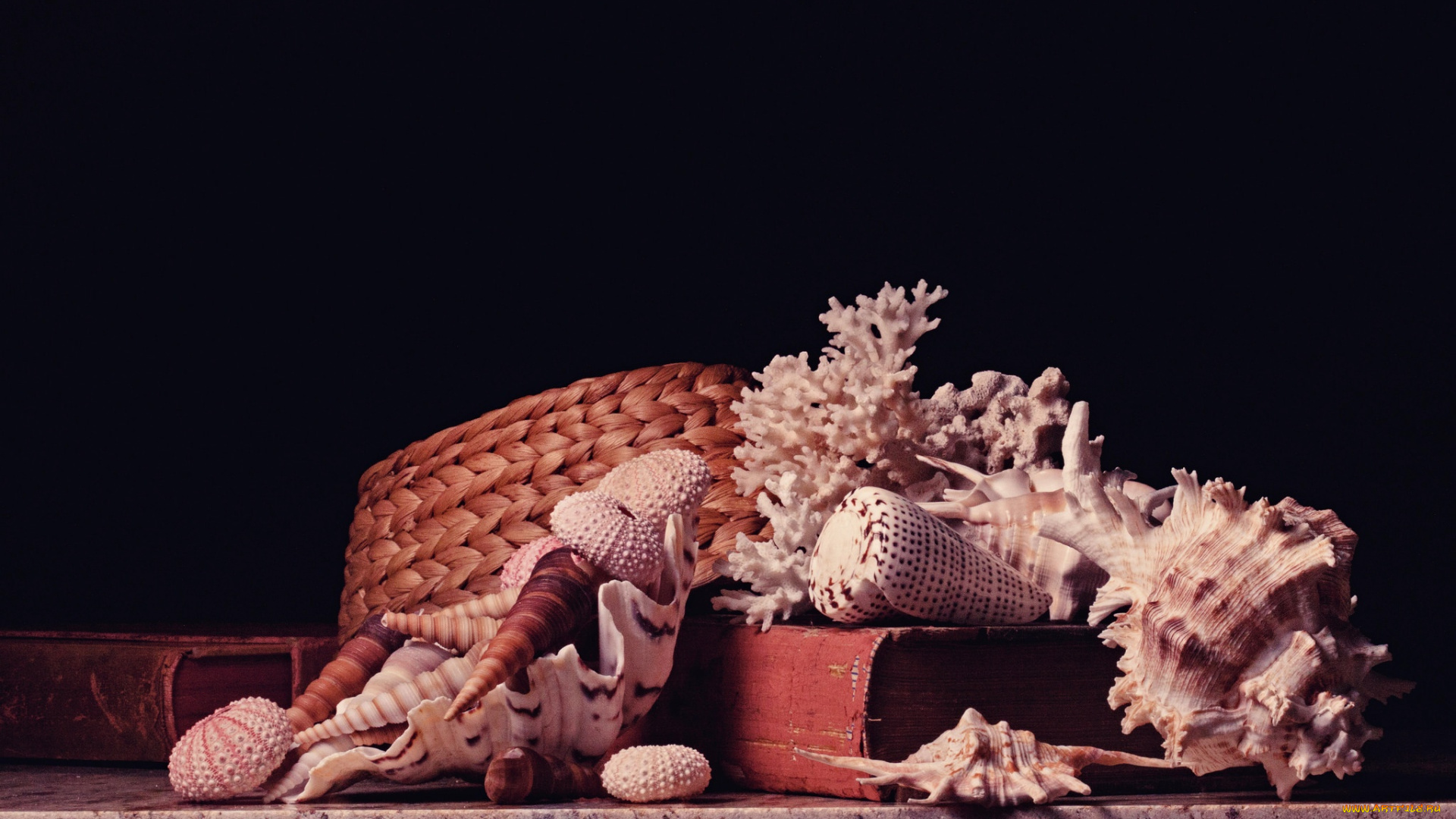 разное, ракушки, , кораллы, , декоративные, и, spa-камни, кораллы, шляпа, книги