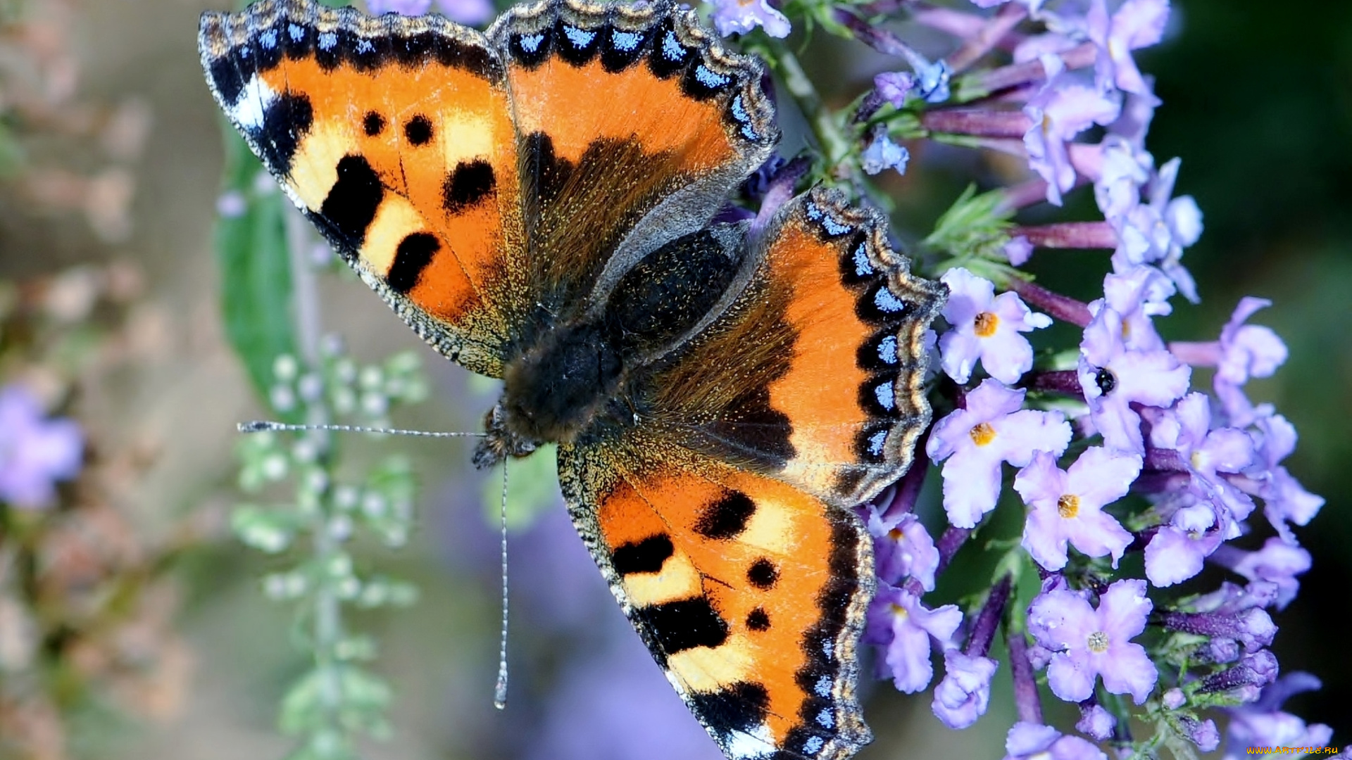 животные, бабочки, будлея, крылья