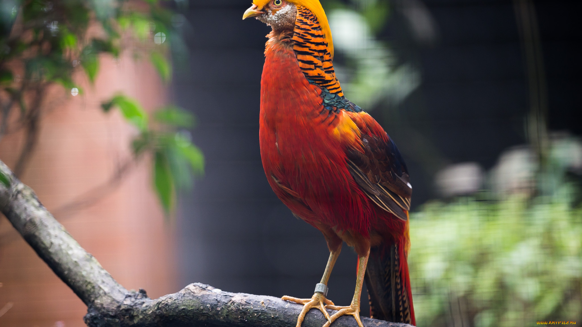 животные, глухари, , тетерева, , фазаны, фазан