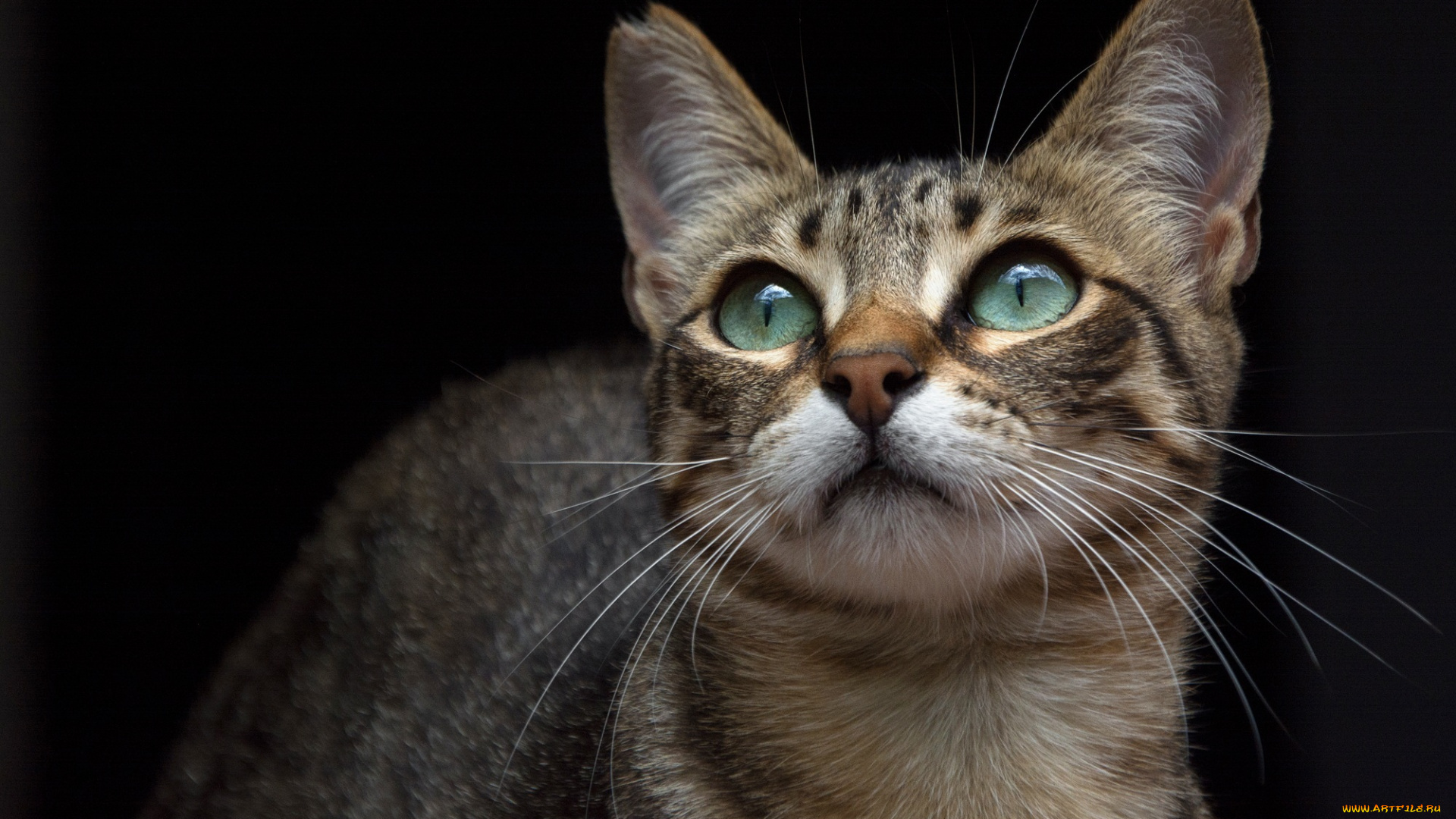 животные, коты, усы, кошка