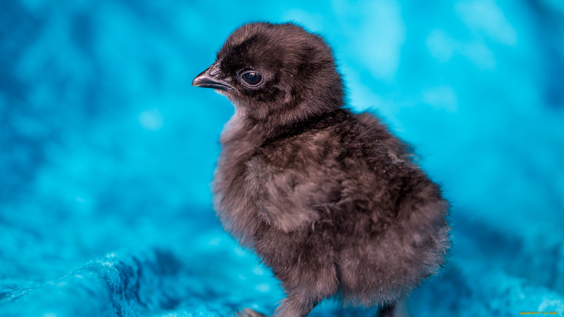 животные, куры, , петухи, цыпленок